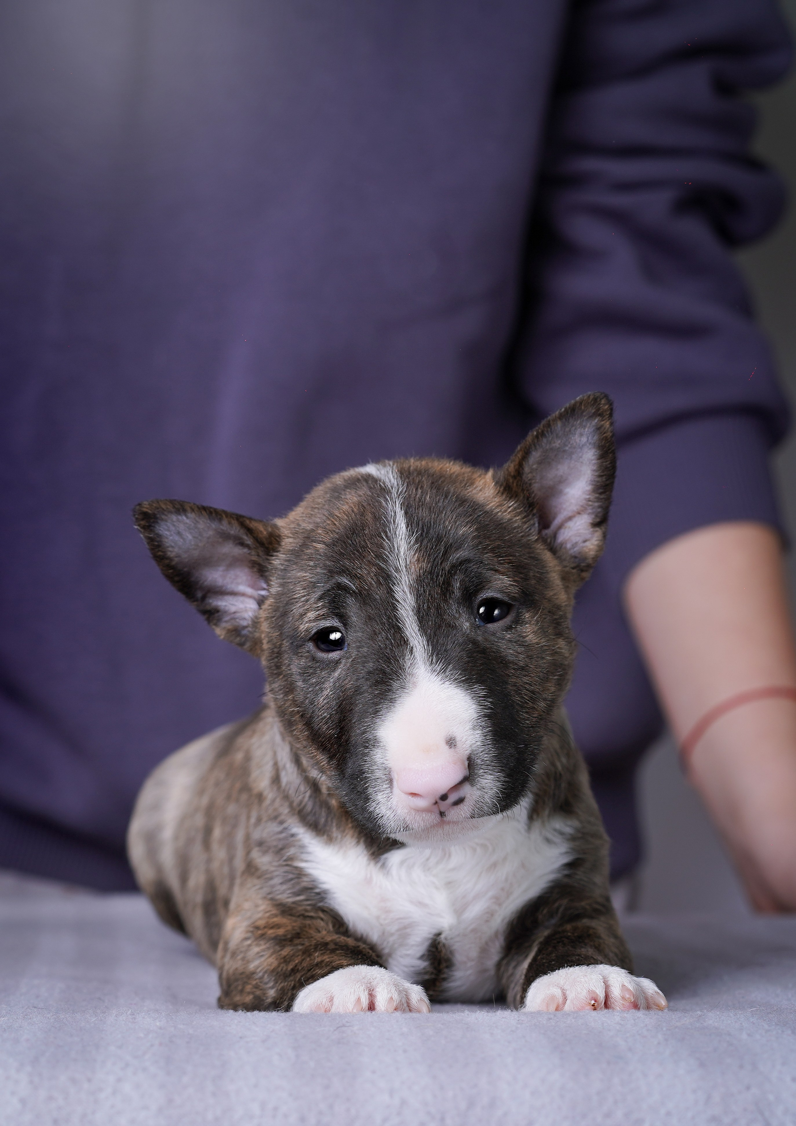 Щенки минибуля. Фотограф-анималист в Санкт-Петербурге Яна Мартынова