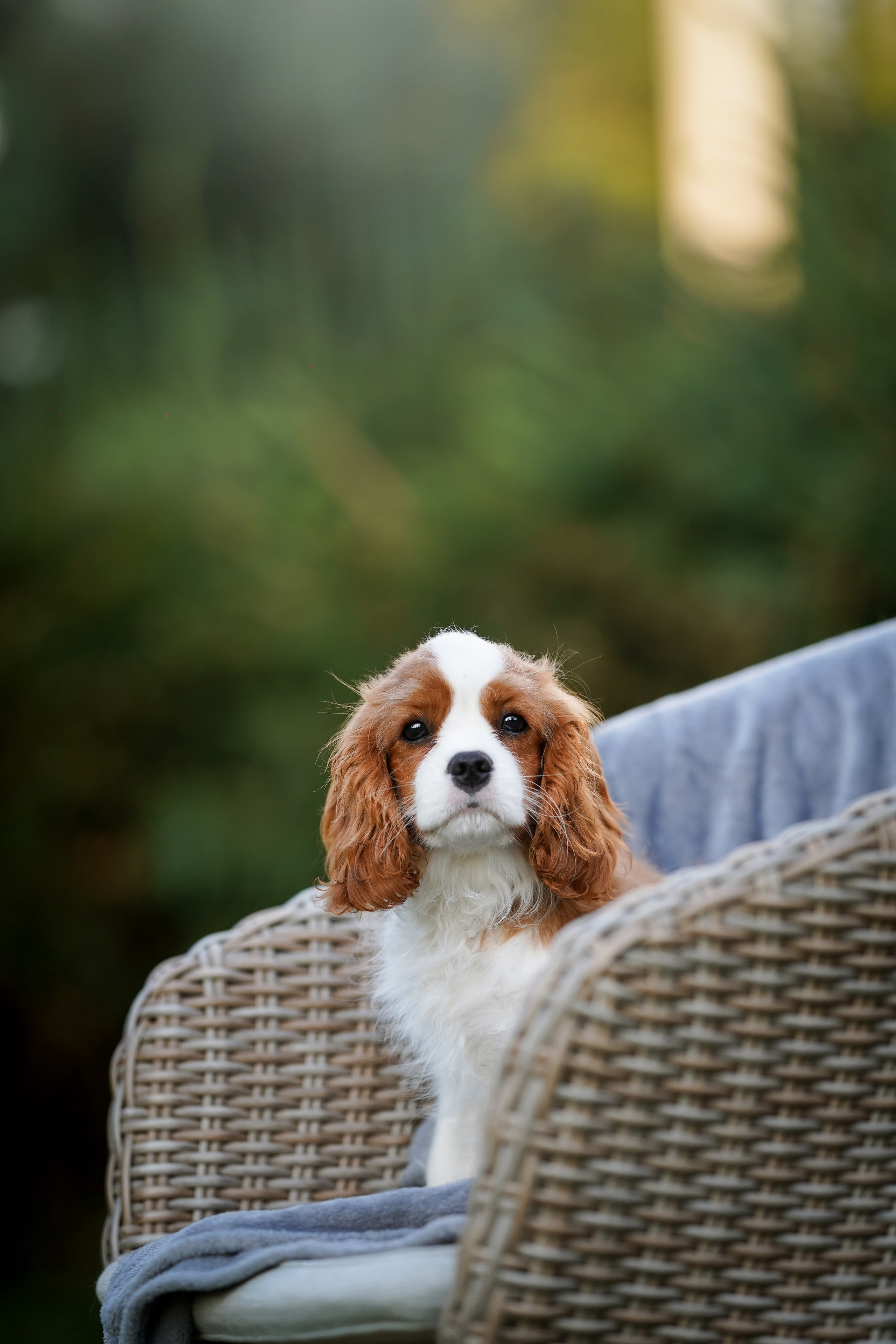 Щенуля кавалера. Фотограф-анималист в Санкт-Петербурге Яна Мартынова