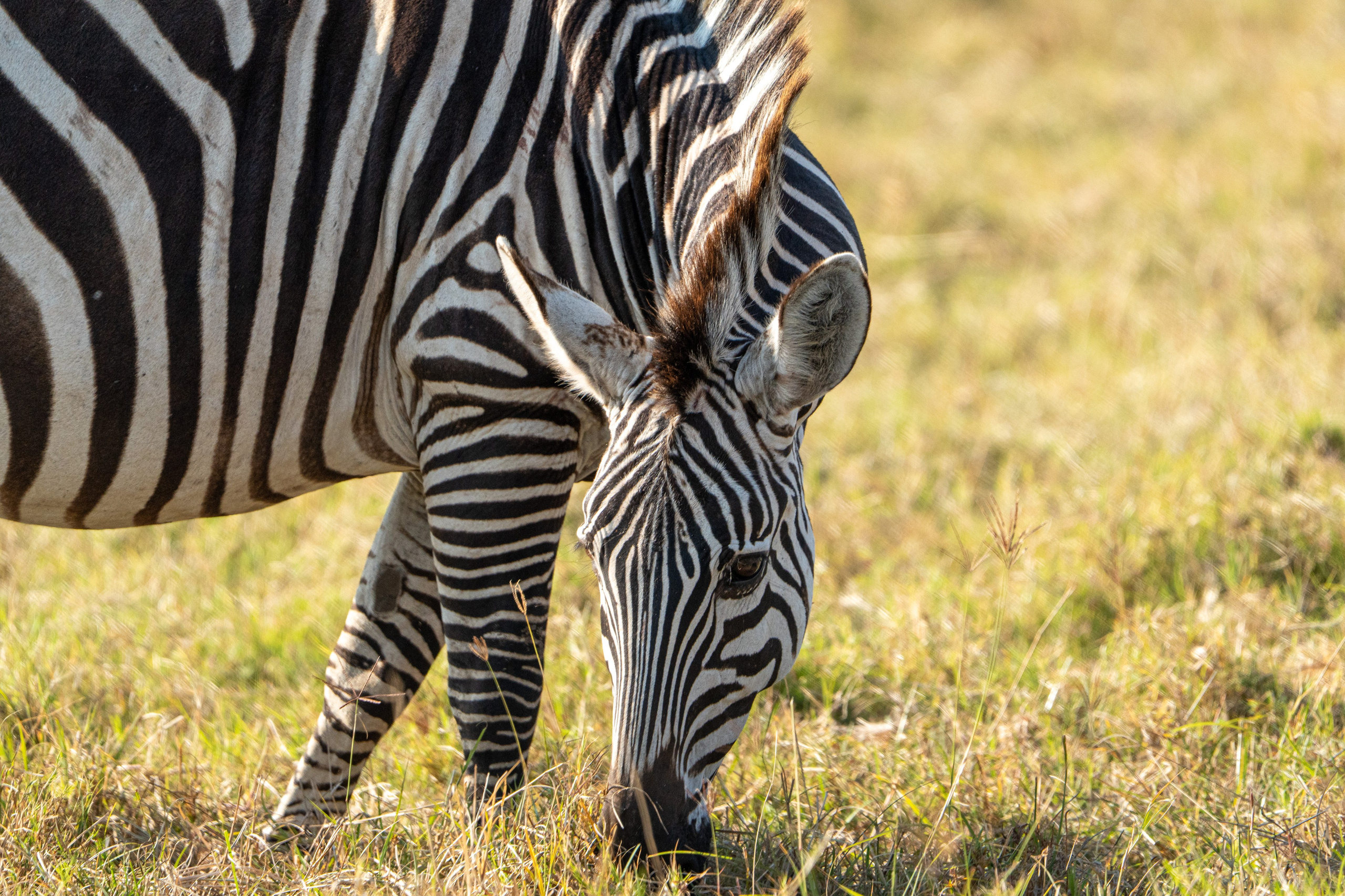 Танзания, сафари, 2025. Творческие сьемки