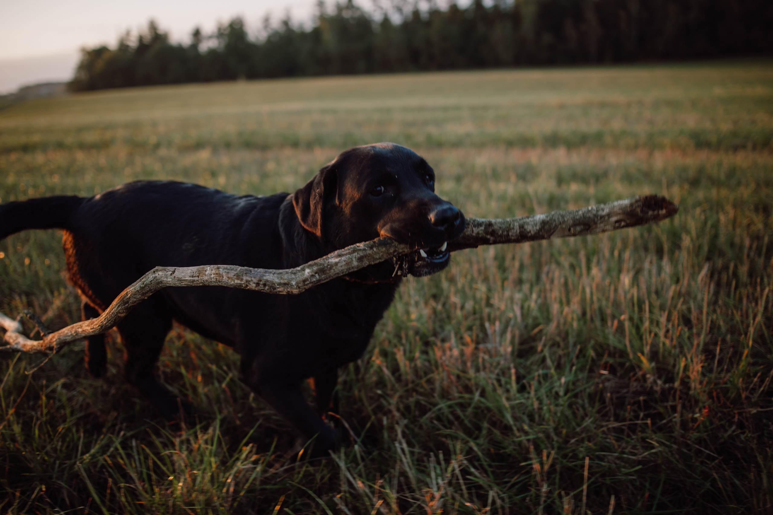 Анна и Константин. Минск. Фотограф Дмитрий Щекочихин