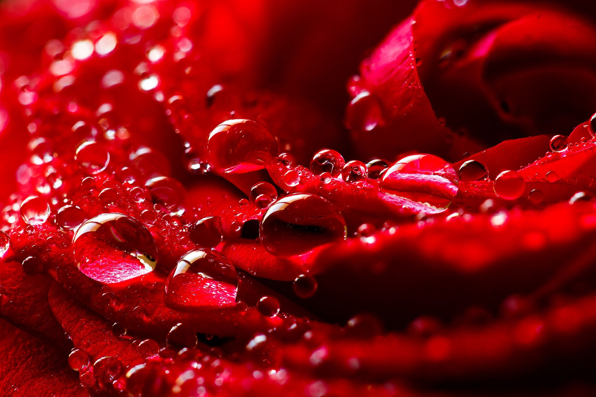 свадебный фотограф Геленджик