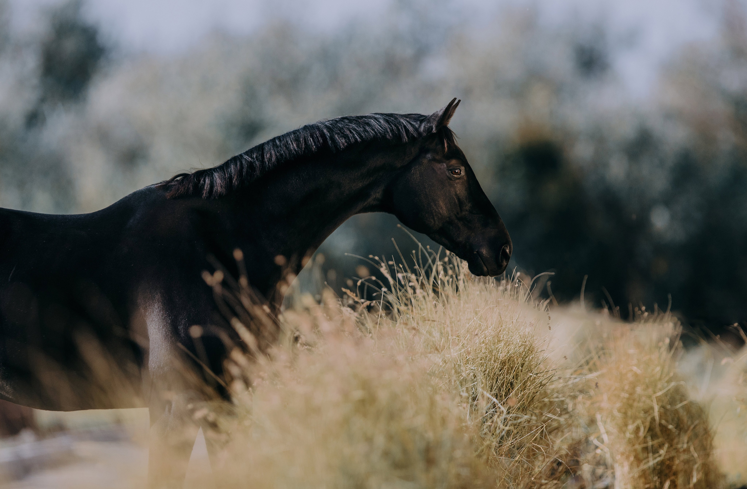 Разное. Фотограф-анималист Ксендзова Кристина