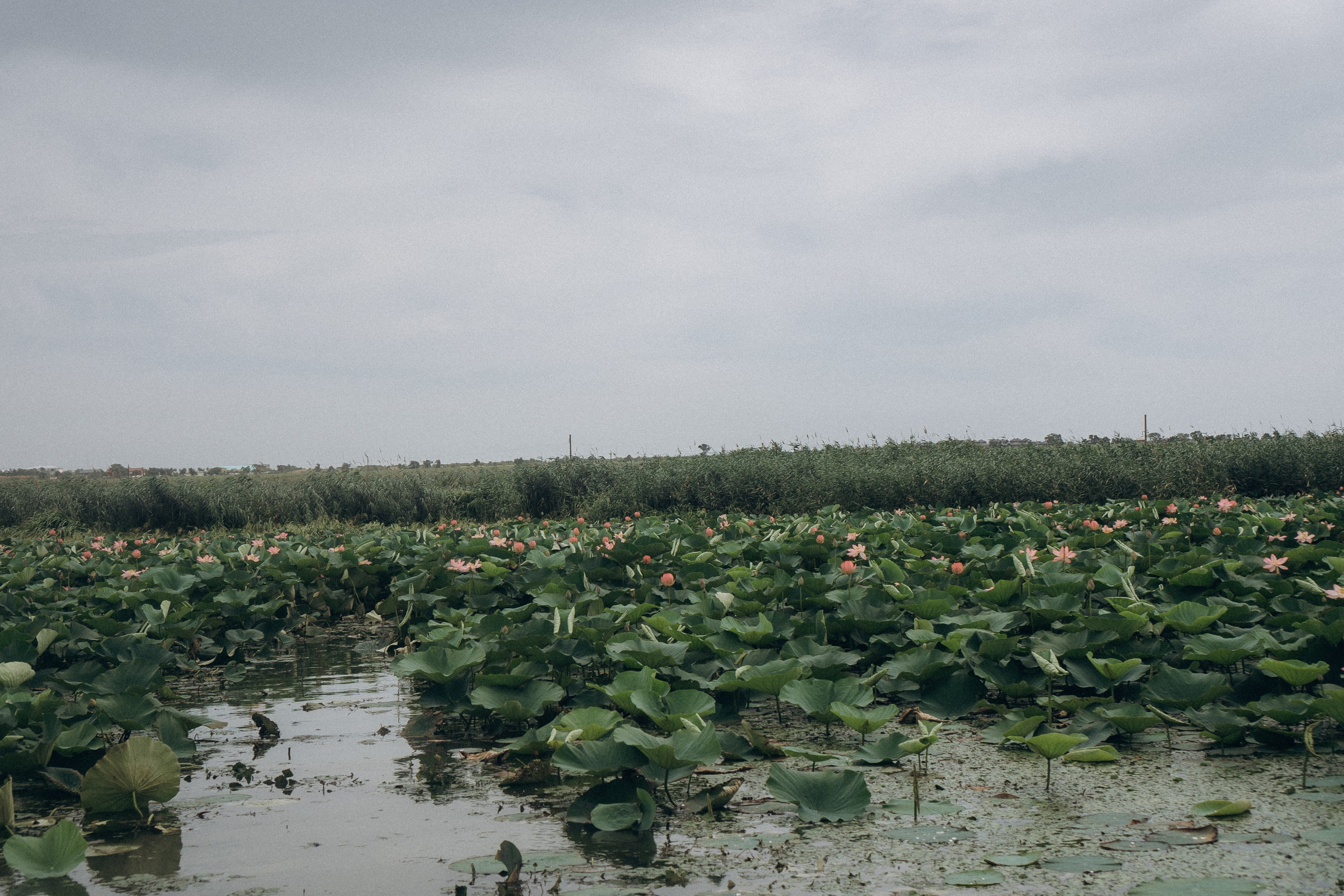 ЛОТОСОВАЯ ПОЛЯНА. Профессиональный фотограф, Санкт-Петербург — Виктория Богомолова