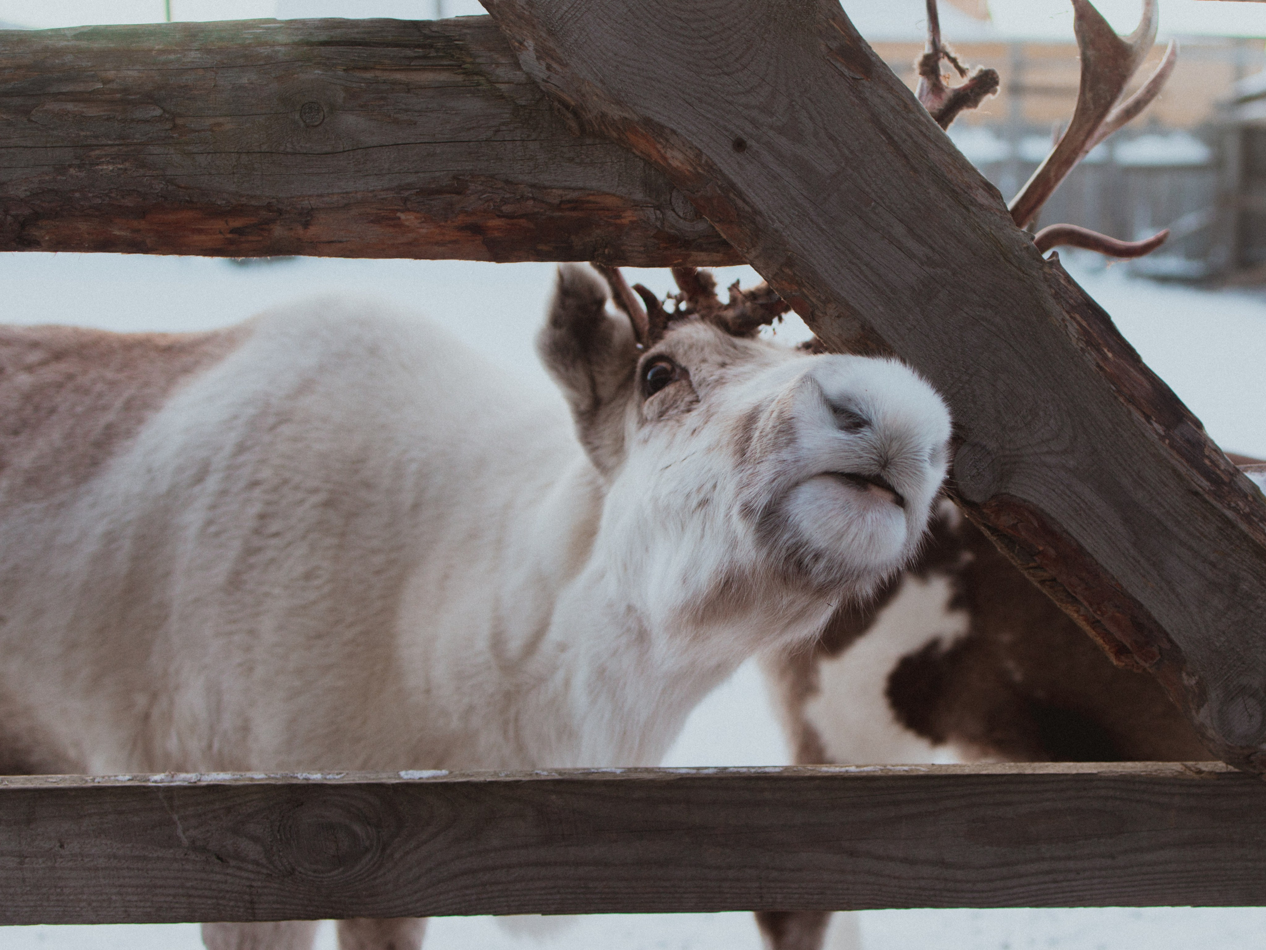 Териберка. Анна Мильч