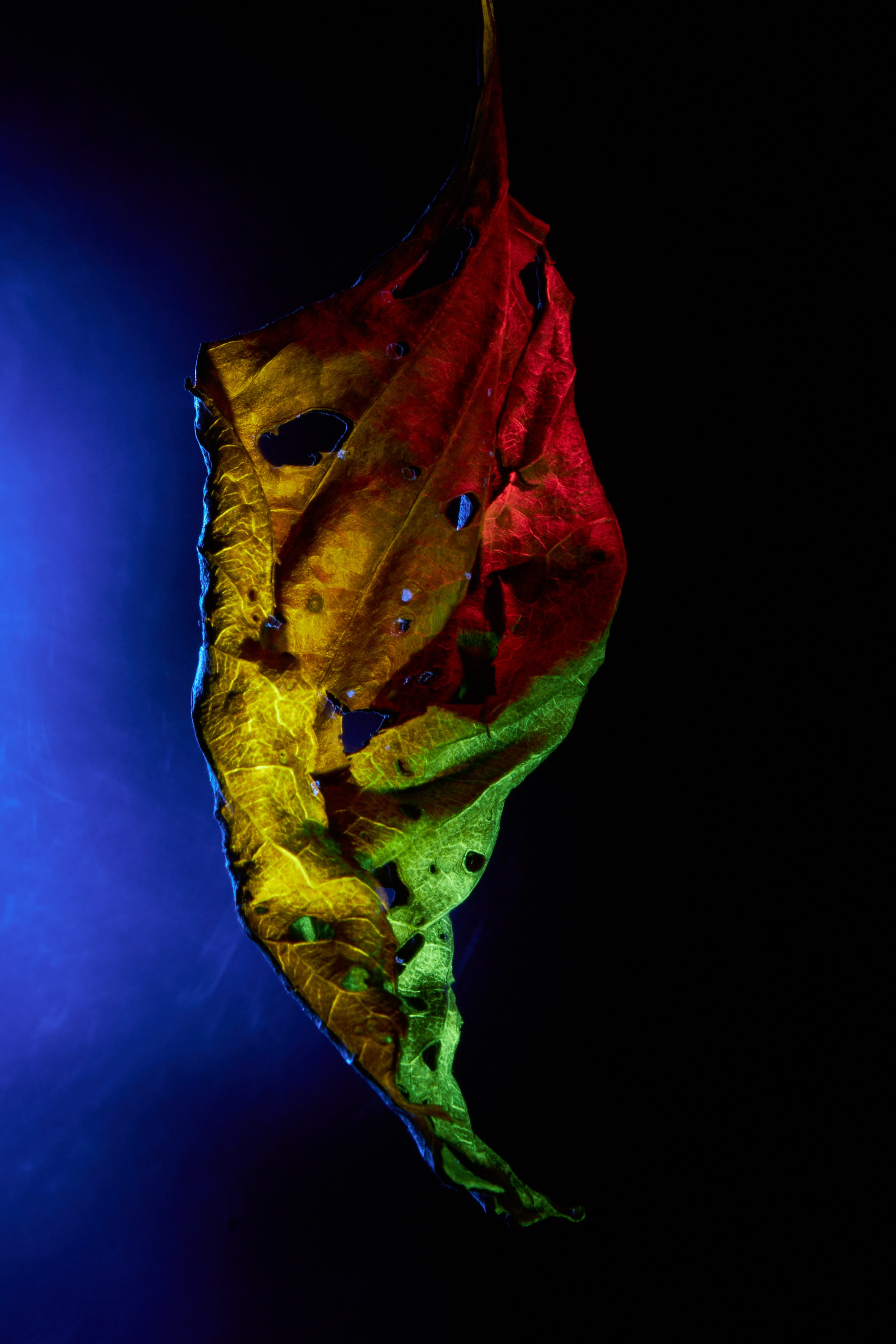 «Красок Тьма Полна». Арт-фотограф во Владивостоке Дмитрий Осипчук