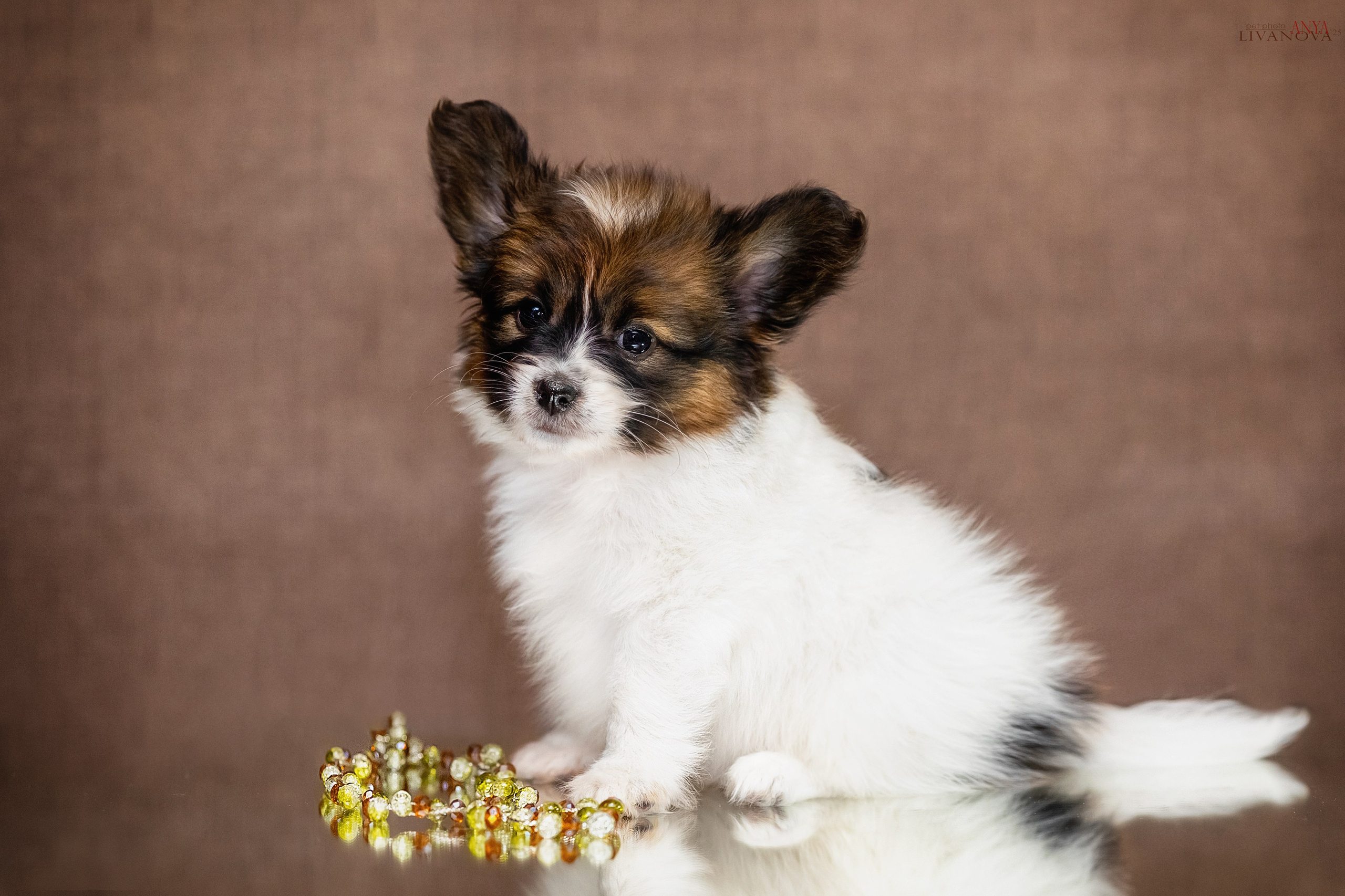 Папийончики. Фотограф анималист Аня Ливанова | Рыбинск