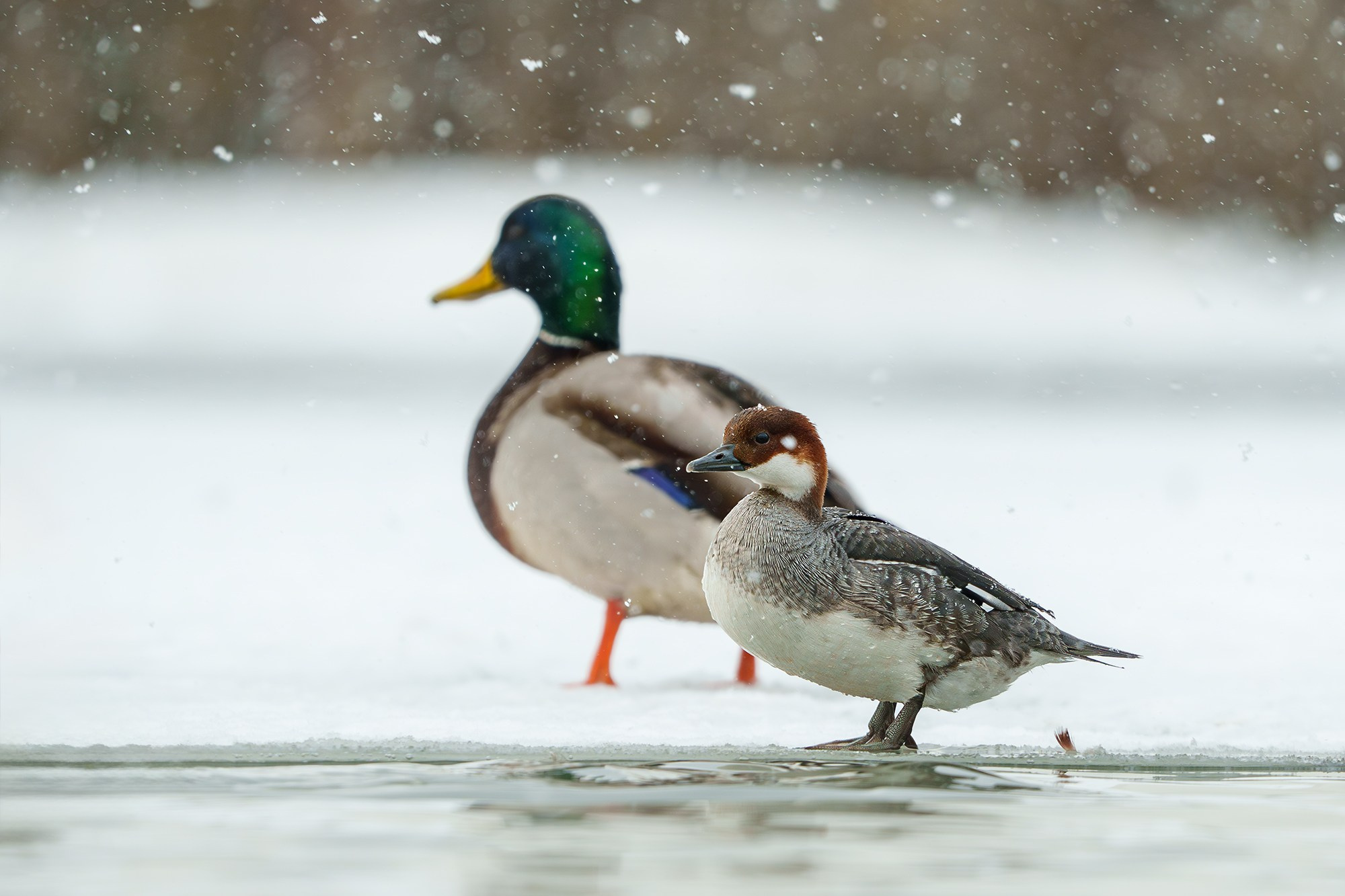 Удивительные мир птиц. Вокруг нас столько прекрасного — присмотритесь!. Ваш личный фотограф Марина Волкова