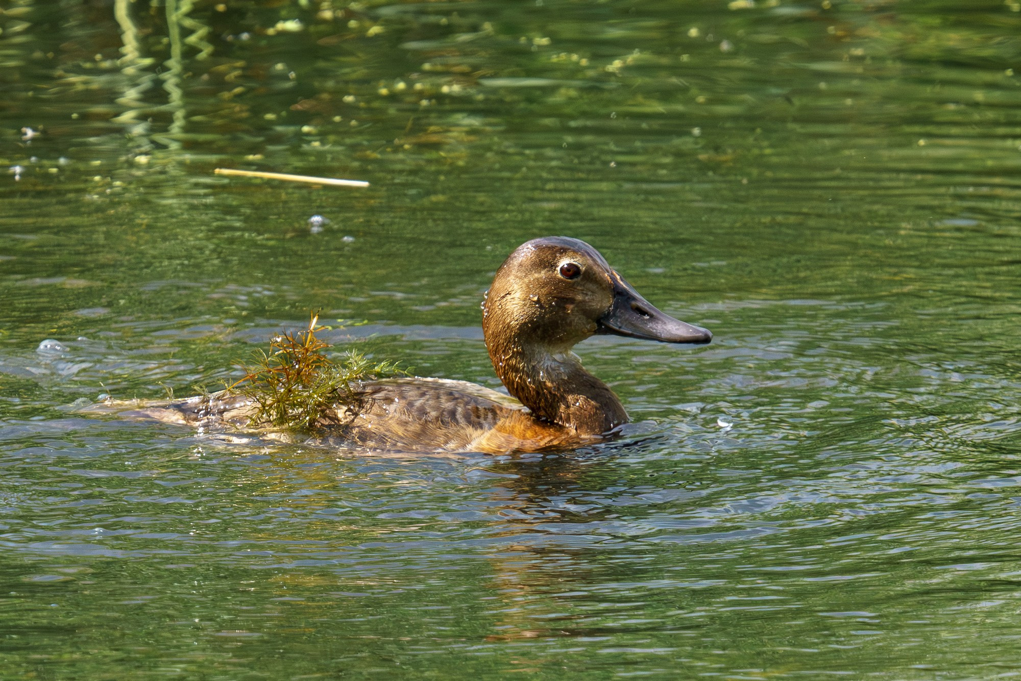Удивительные мир птиц. Вокруг нас столько прекрасного — присмотритесь!. Ваш личный фотограф Марина Волкова