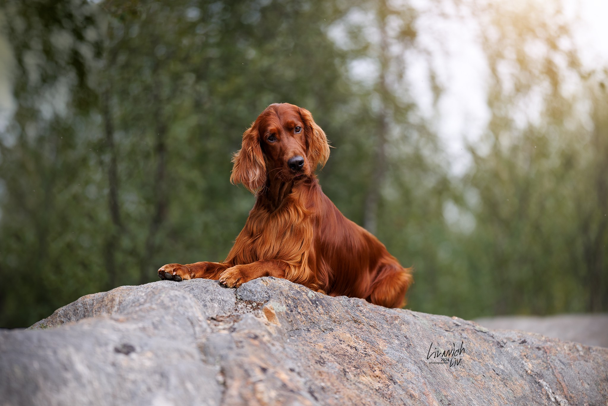Частные съёмки. Фотограф для вашей собаки