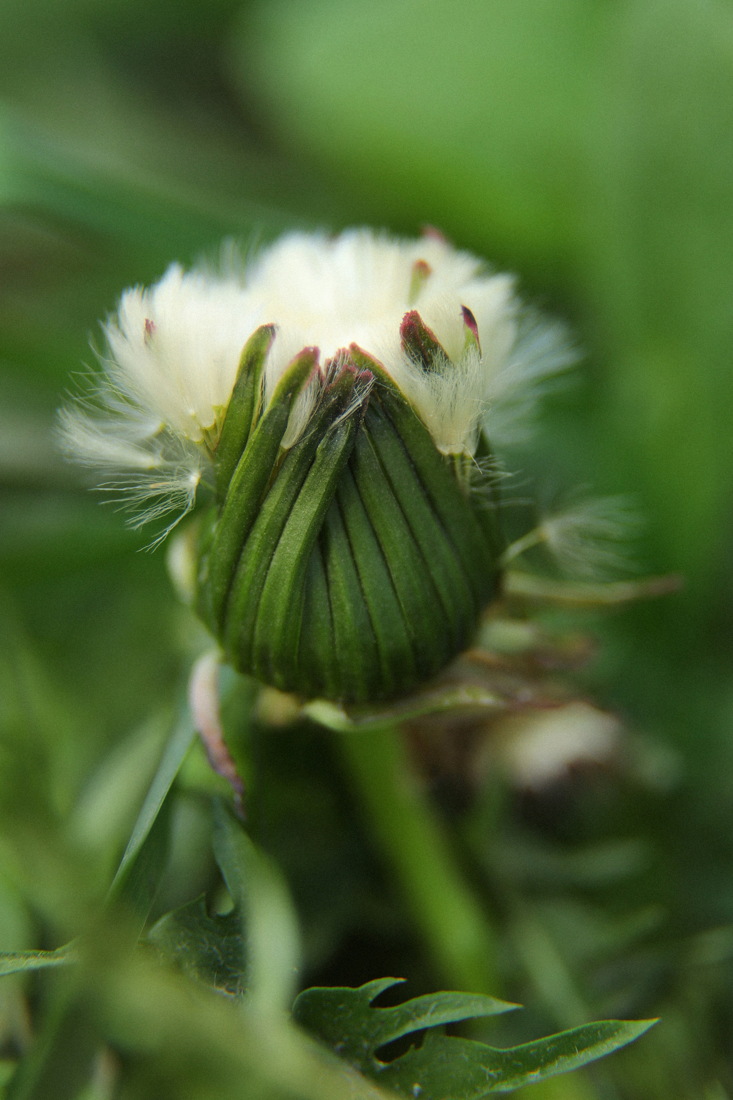 Проект «366»|2024|Фото каждый день. LENA GRACE photographer ||ЛЕНА ГРЭЙС фотограф