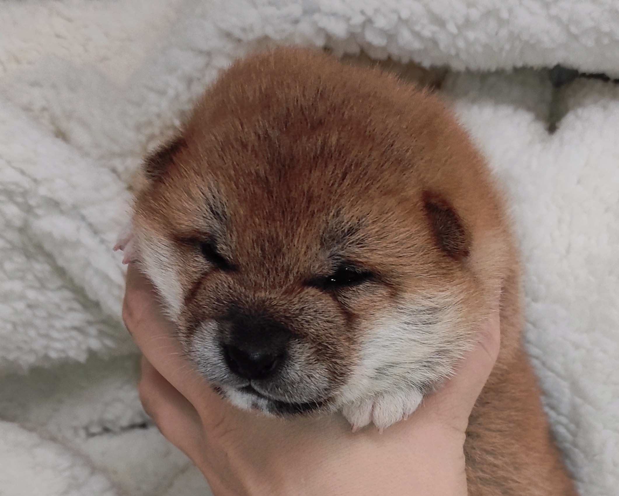 сиба питомник Рубилайт щенки на продажу rubylight  сиба щенки купить СПб Санкт-Петербург 