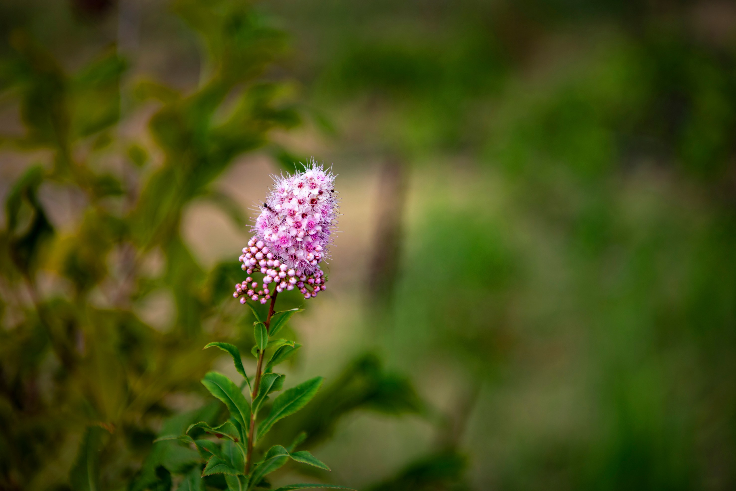 Природа. Команда фотографов Кристины Ивановой