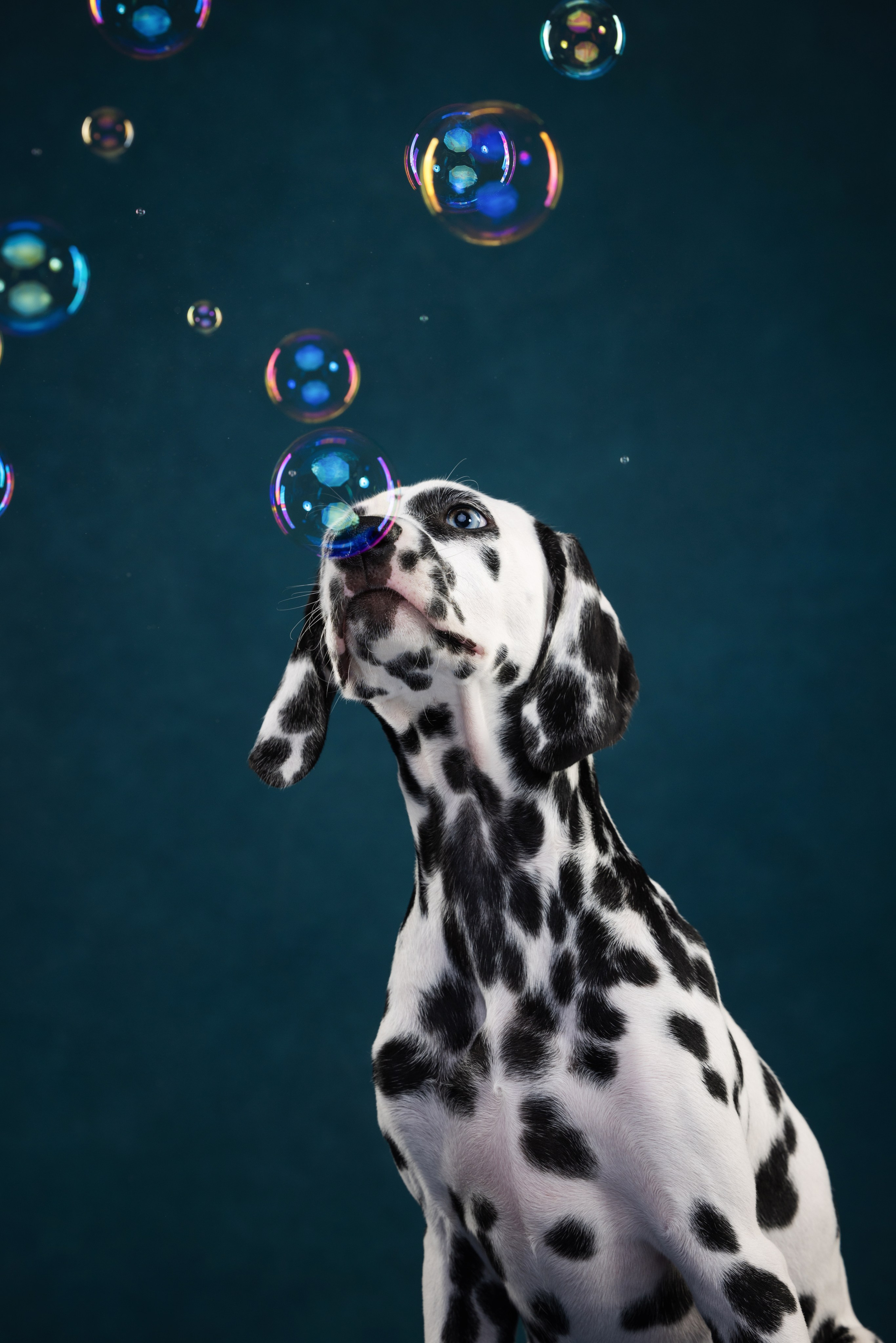 Далматин Одри. Фотограф анималист Осипчикова Мария