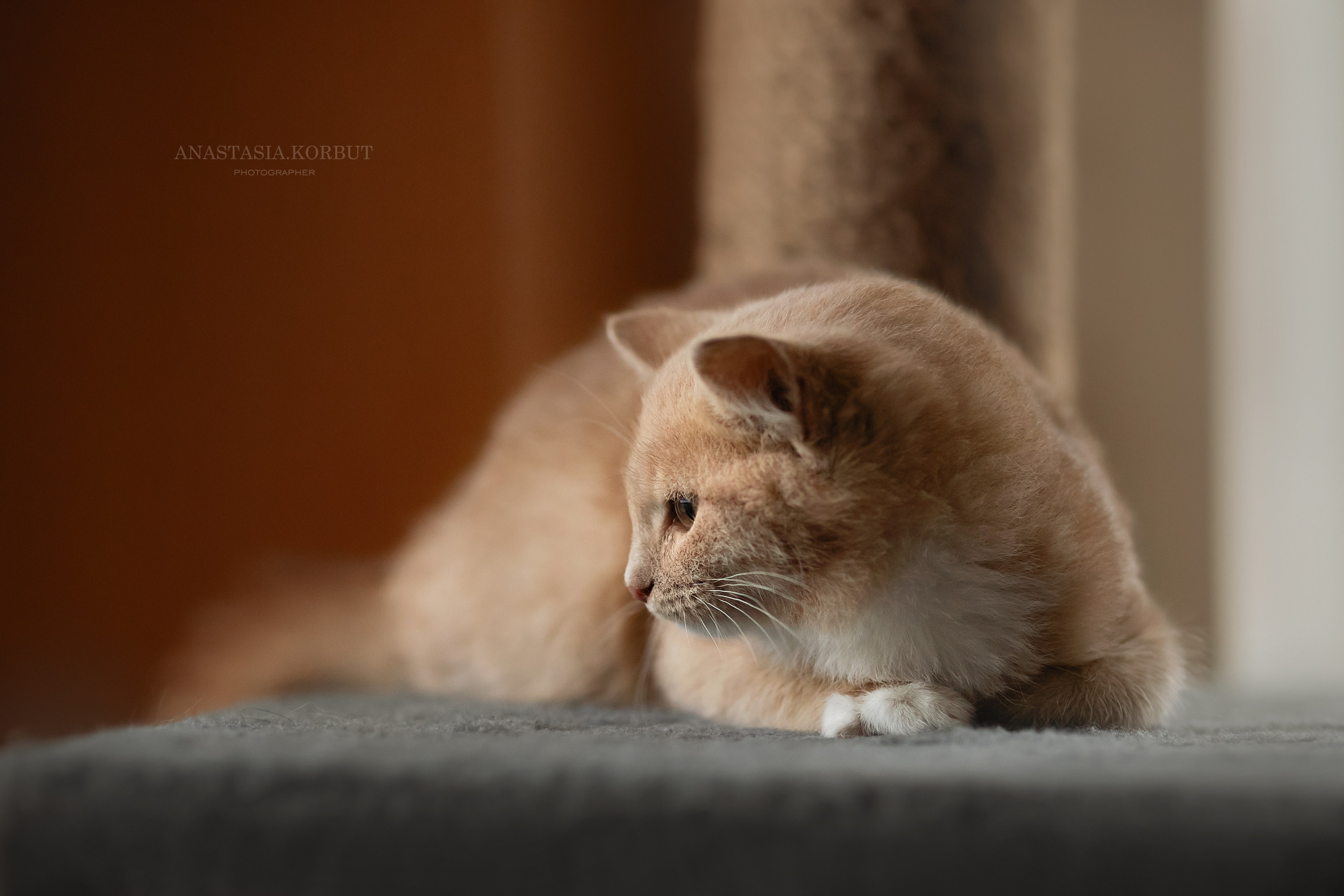 Котята в добрые руки. Арт фотограф в Минске Анастасия Корбут