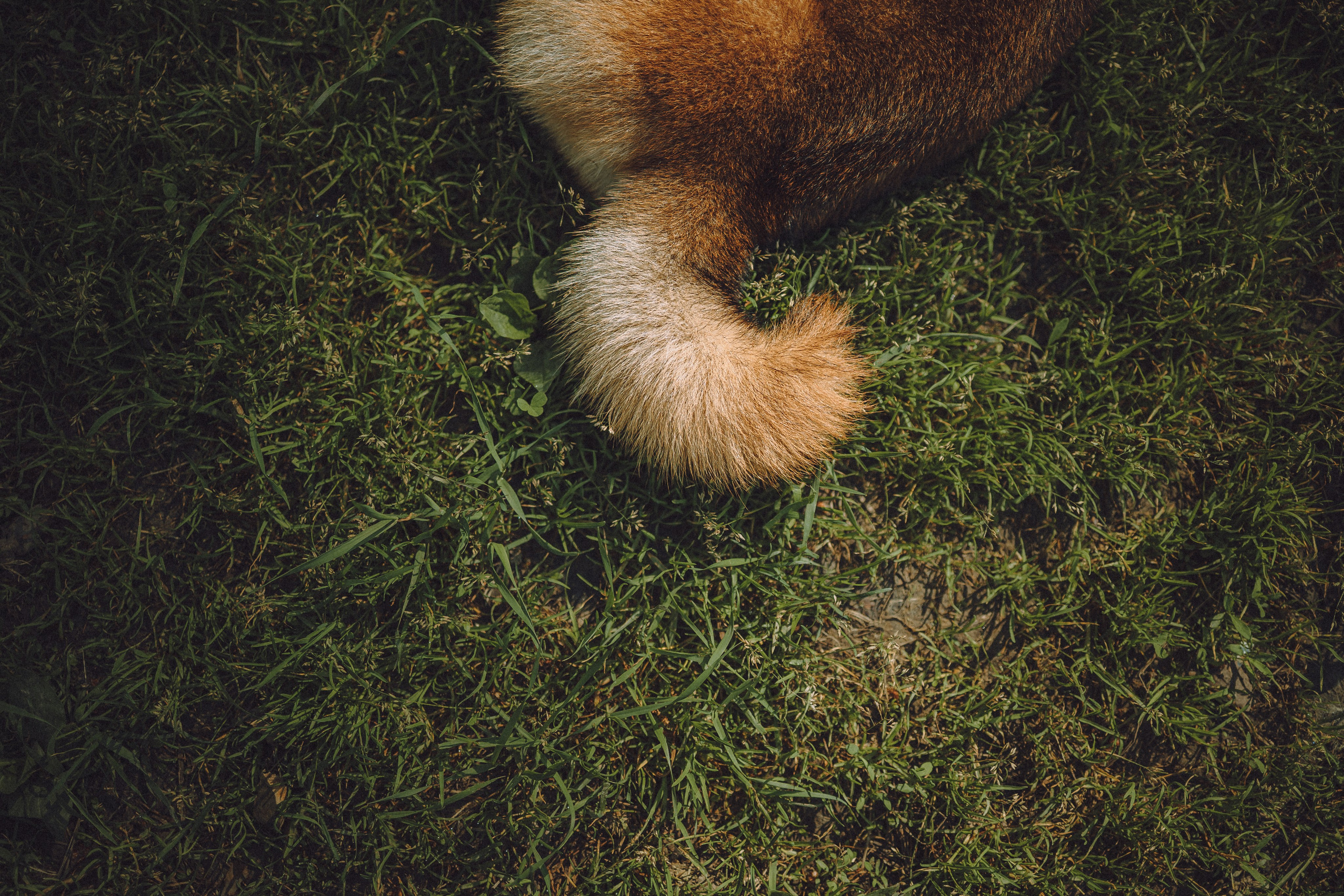 Шед, Цири, Чиби, Цера и их семья