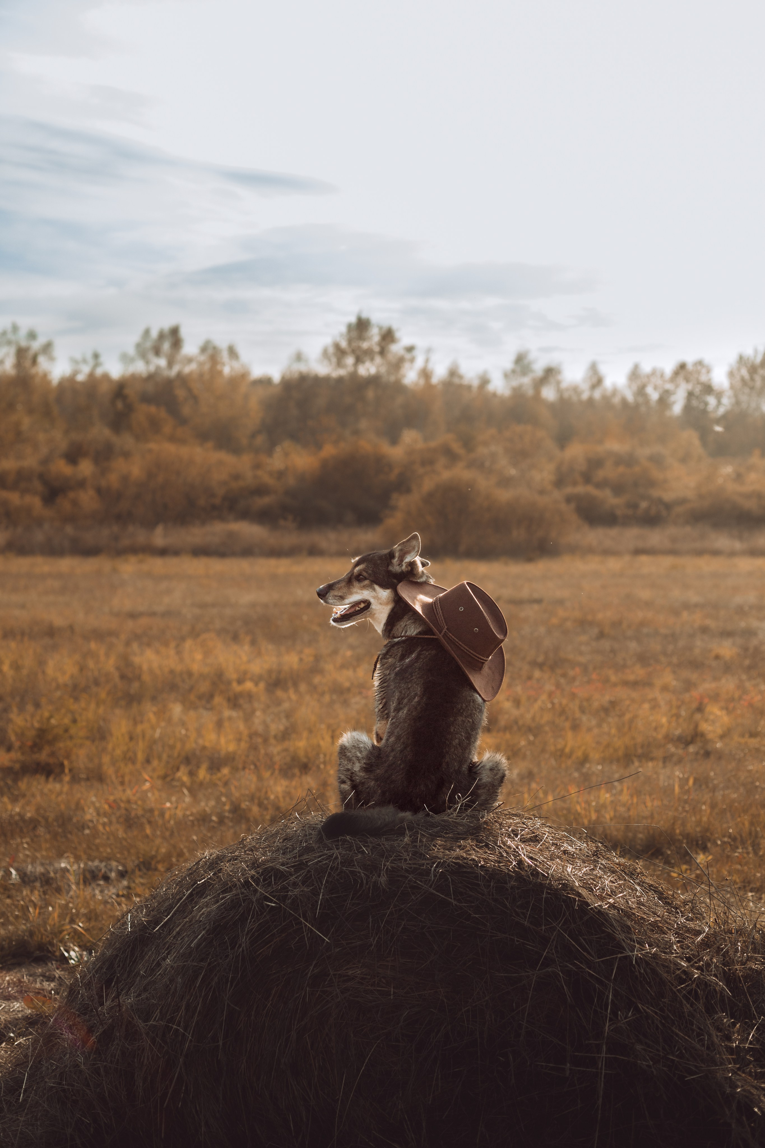 Кантри Дюк. Фотограф-анималист Татьяна Степанова
