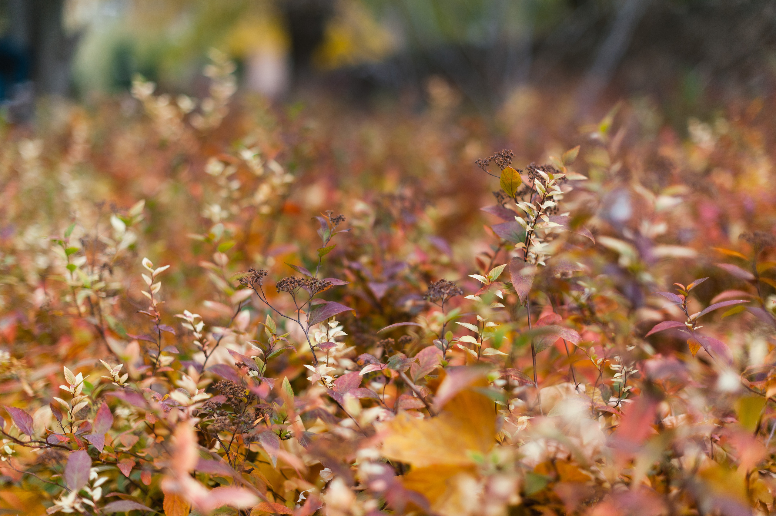 Такая теплая осень. Свадебный и семейный фотограф в Ростове-на-Дону Буткова З
