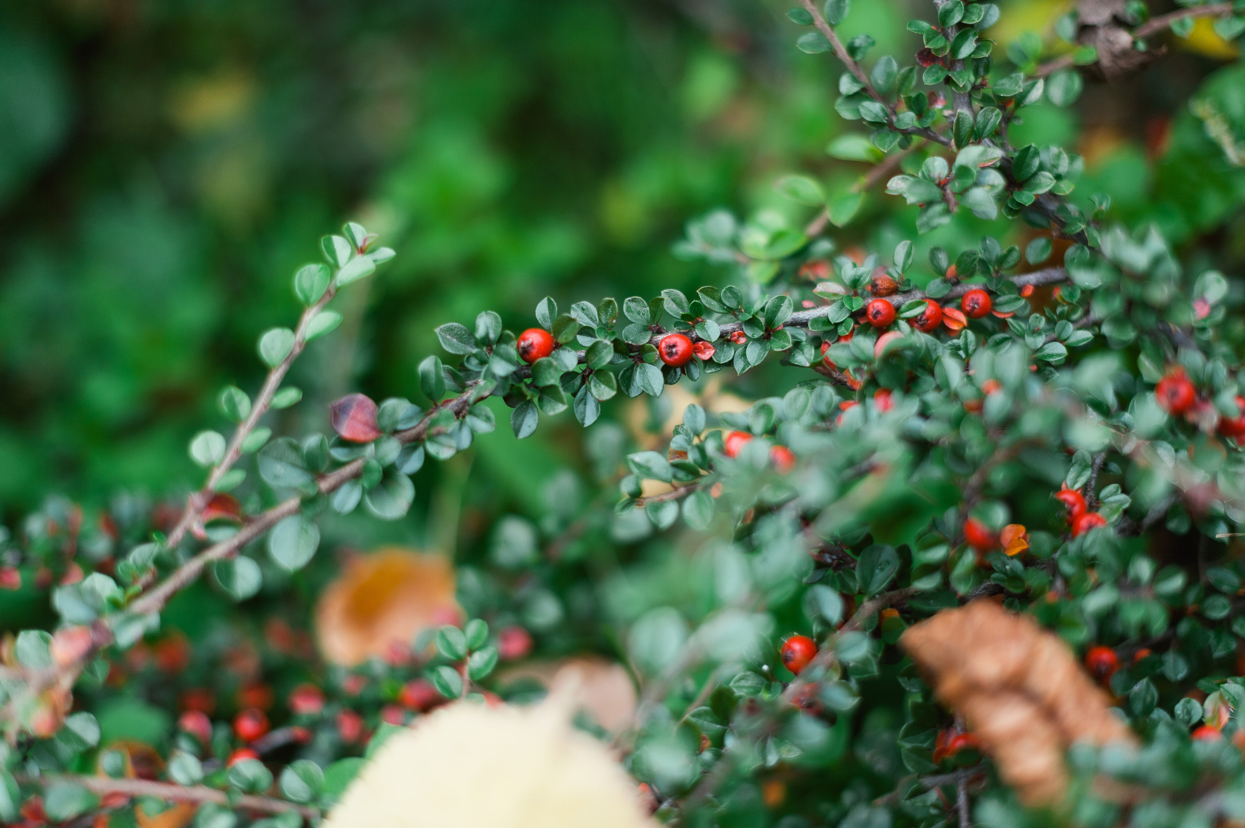 Такая теплая осень. Свадебный и семейный фотограф в Ростове-на-Дону Буткова З