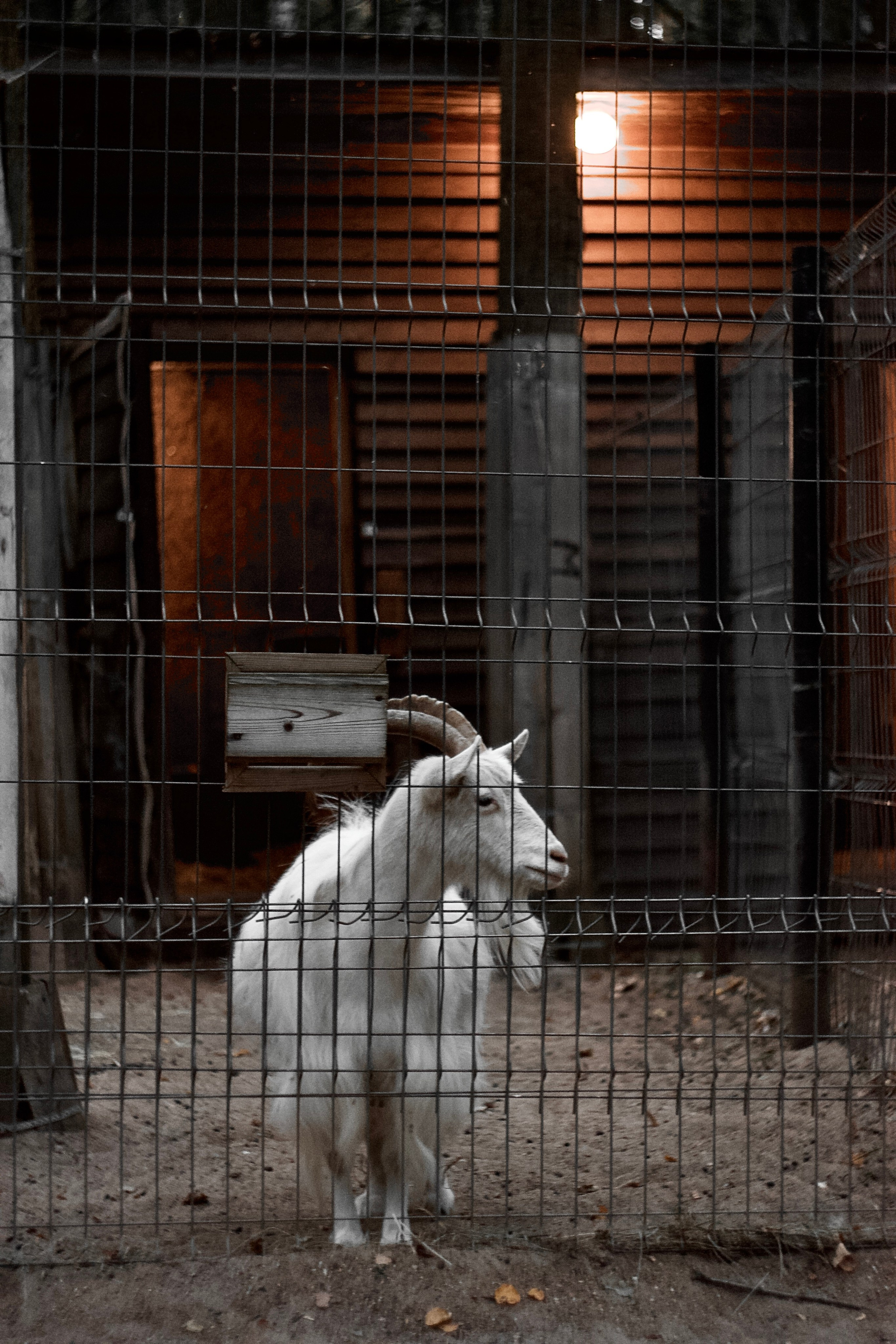 Анималистическая. KUPINИ | ФОТО — сайт портфолио по мультижанровой съёмке | фотограф Сергей Мар