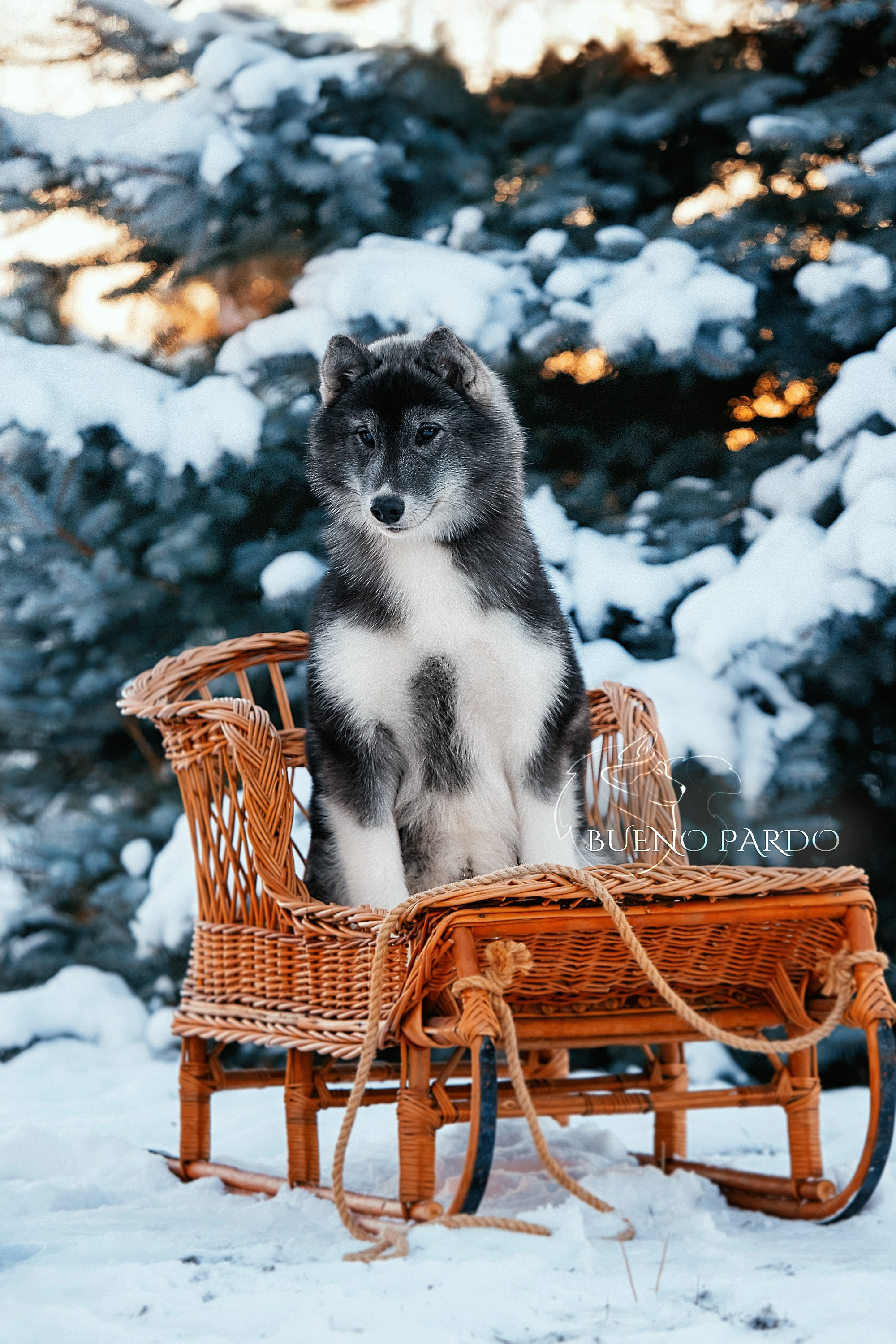 Щенки сибирского хаски из питомника. Питомник собак Акита, Хаски, Корги