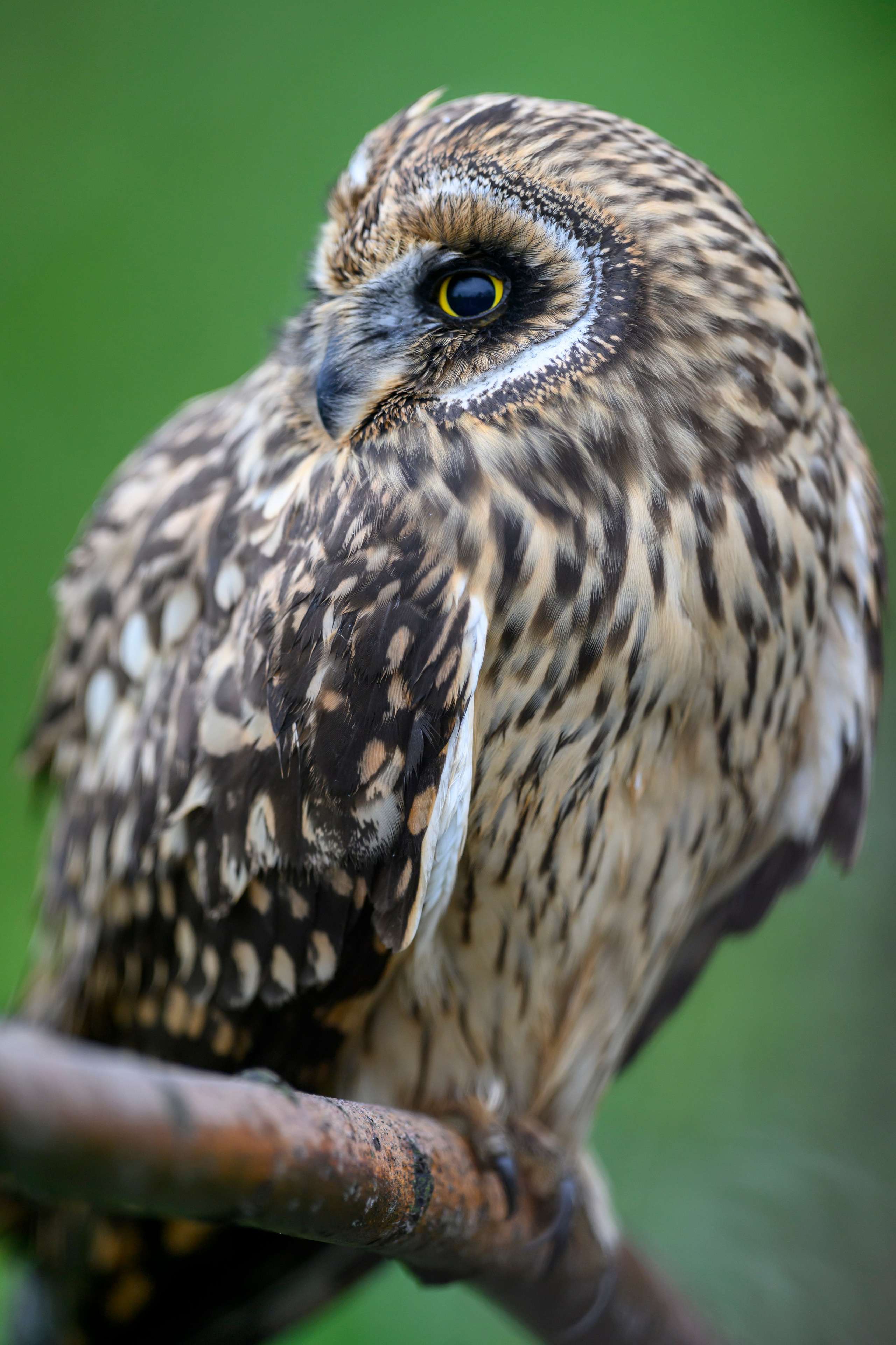 Фотосессия совенка | Owlet photo session. Фотограф Сергей Пупонин