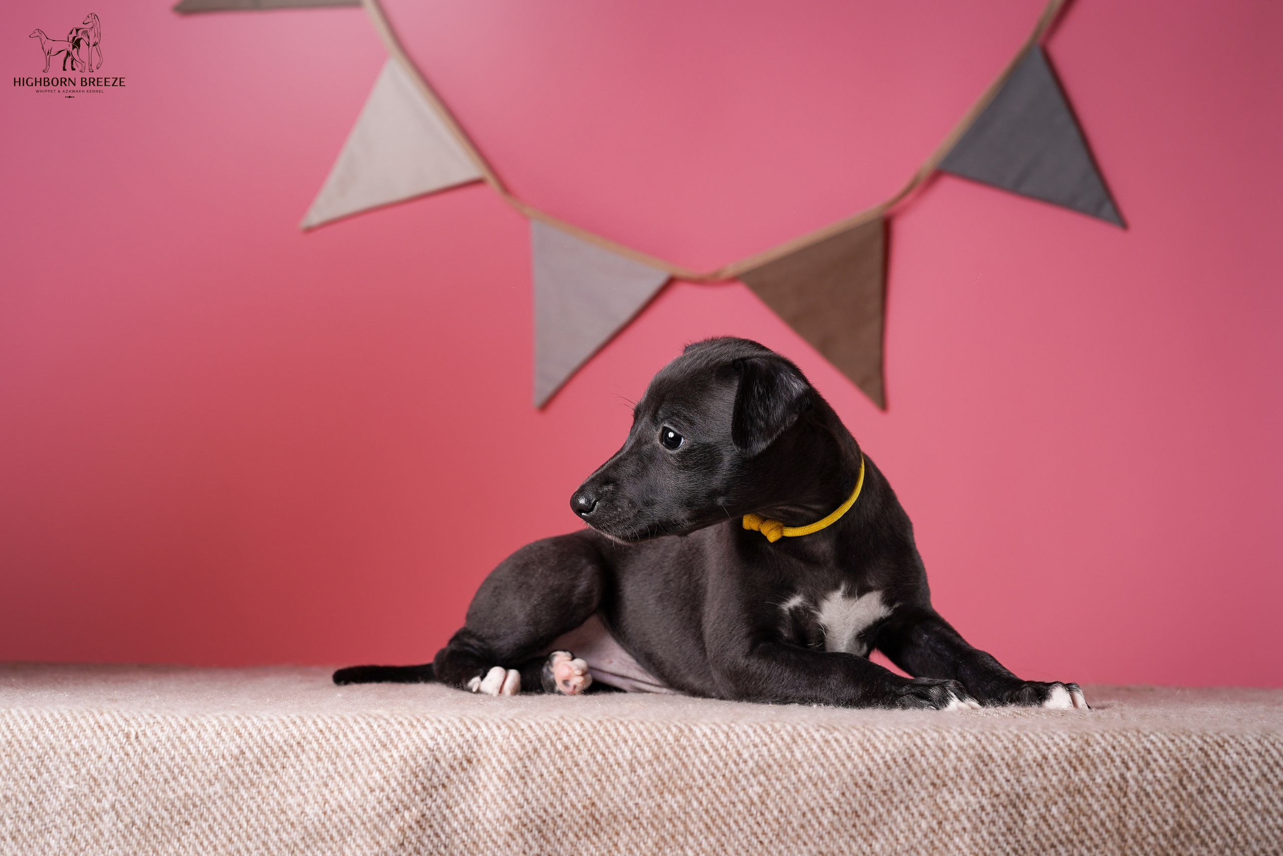 Щенки уиппета. Фотограф-анималист в Санкт-Петербурге Яна Мартынова