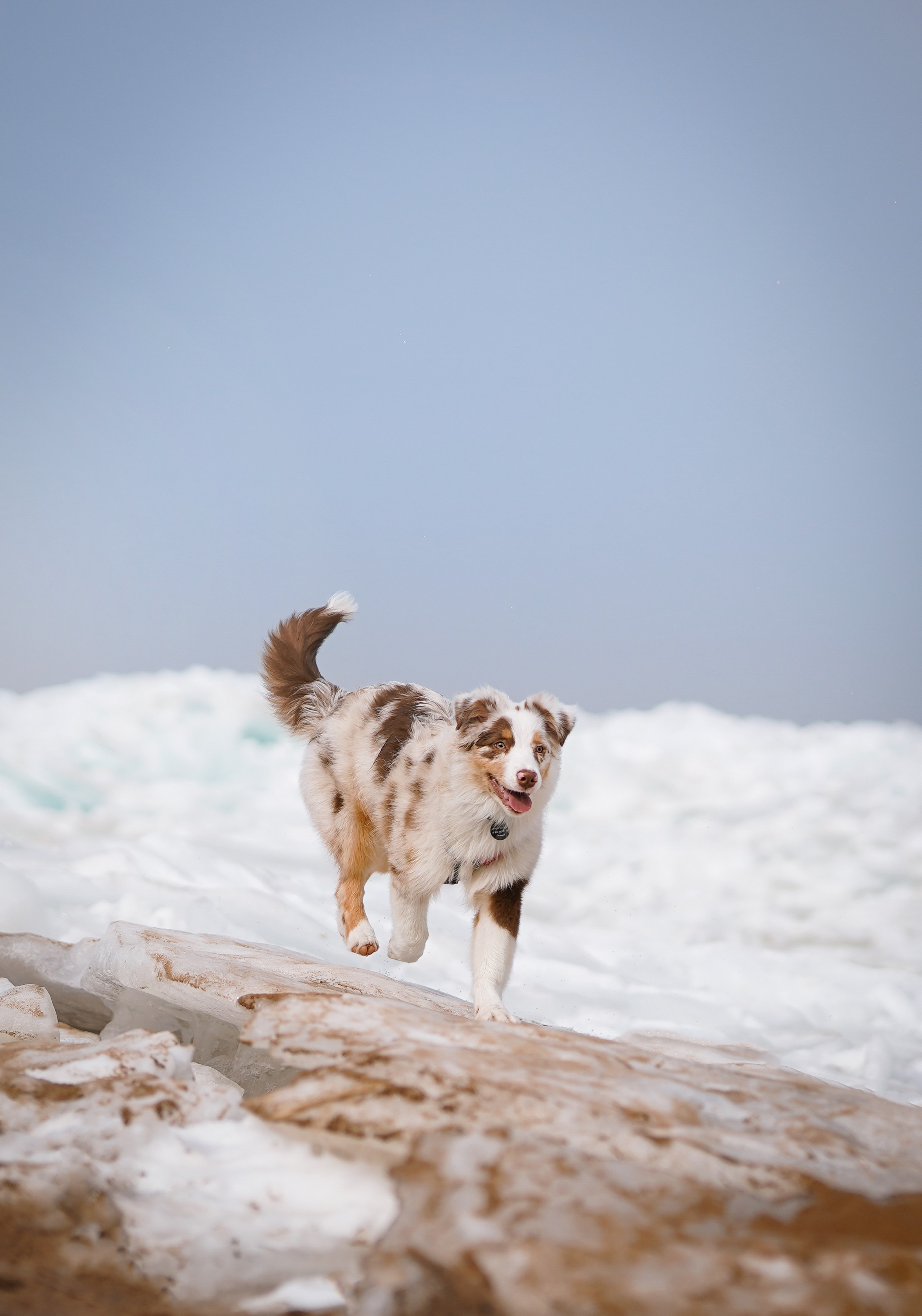 Аусси на Ладоге. Фотограф-анималист в Санкт-Петербурге Яна Мартынова