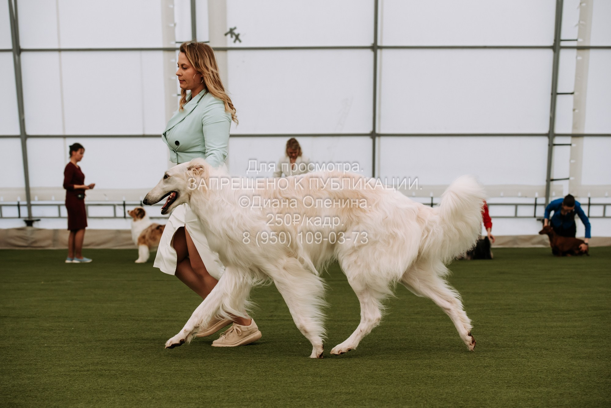 Выставка собак Красноярск 2.06. Фотограф Диана Оленина Красноярск / Братск