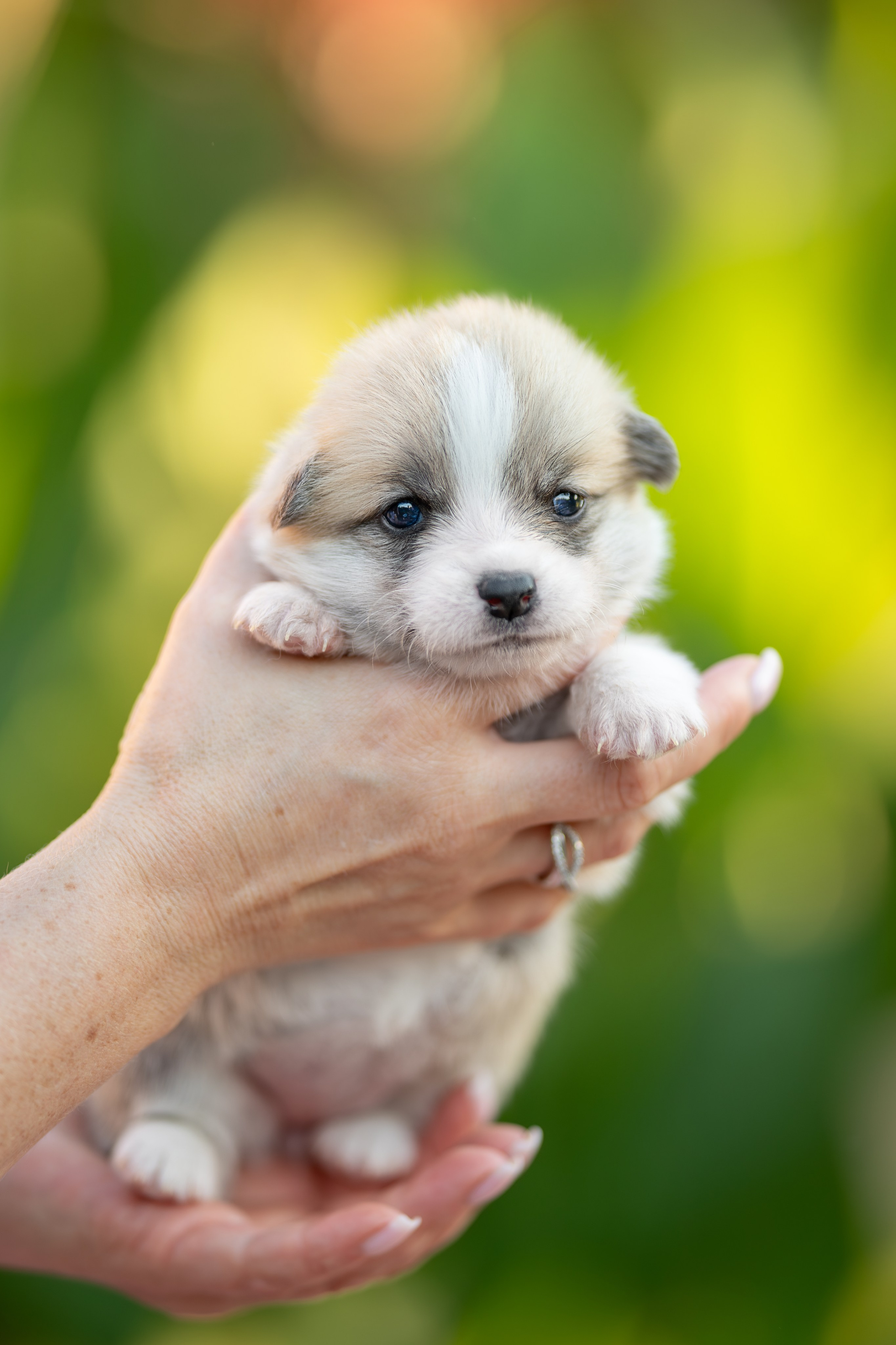 Малыши коржики. Ирина Голомб|Фотограф-анималист в  Сочи и Калининграде