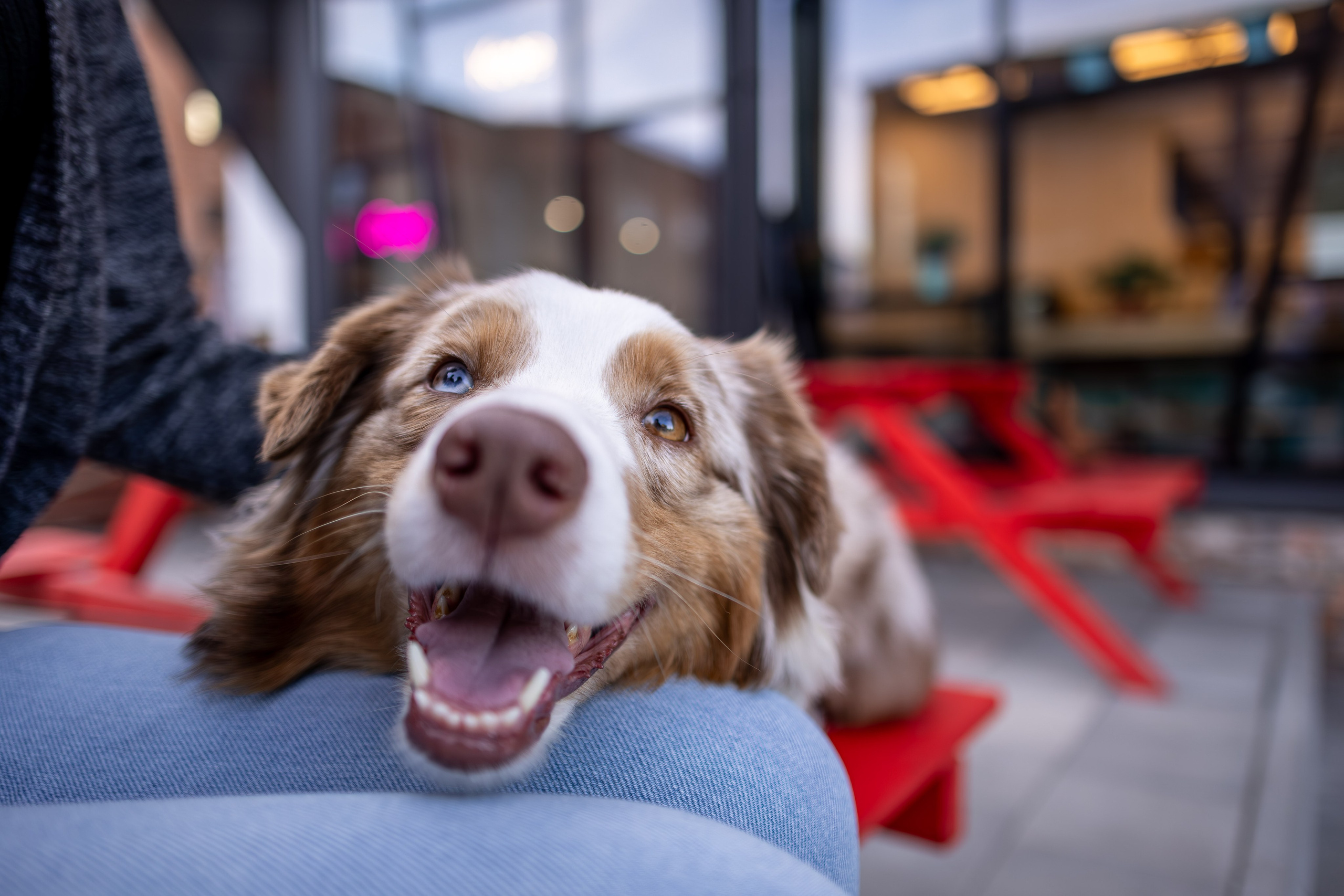 Полли, Австралийская Овчарка. Ирина Голомб|Фотограф-анималист в  Сочи и Калининграде