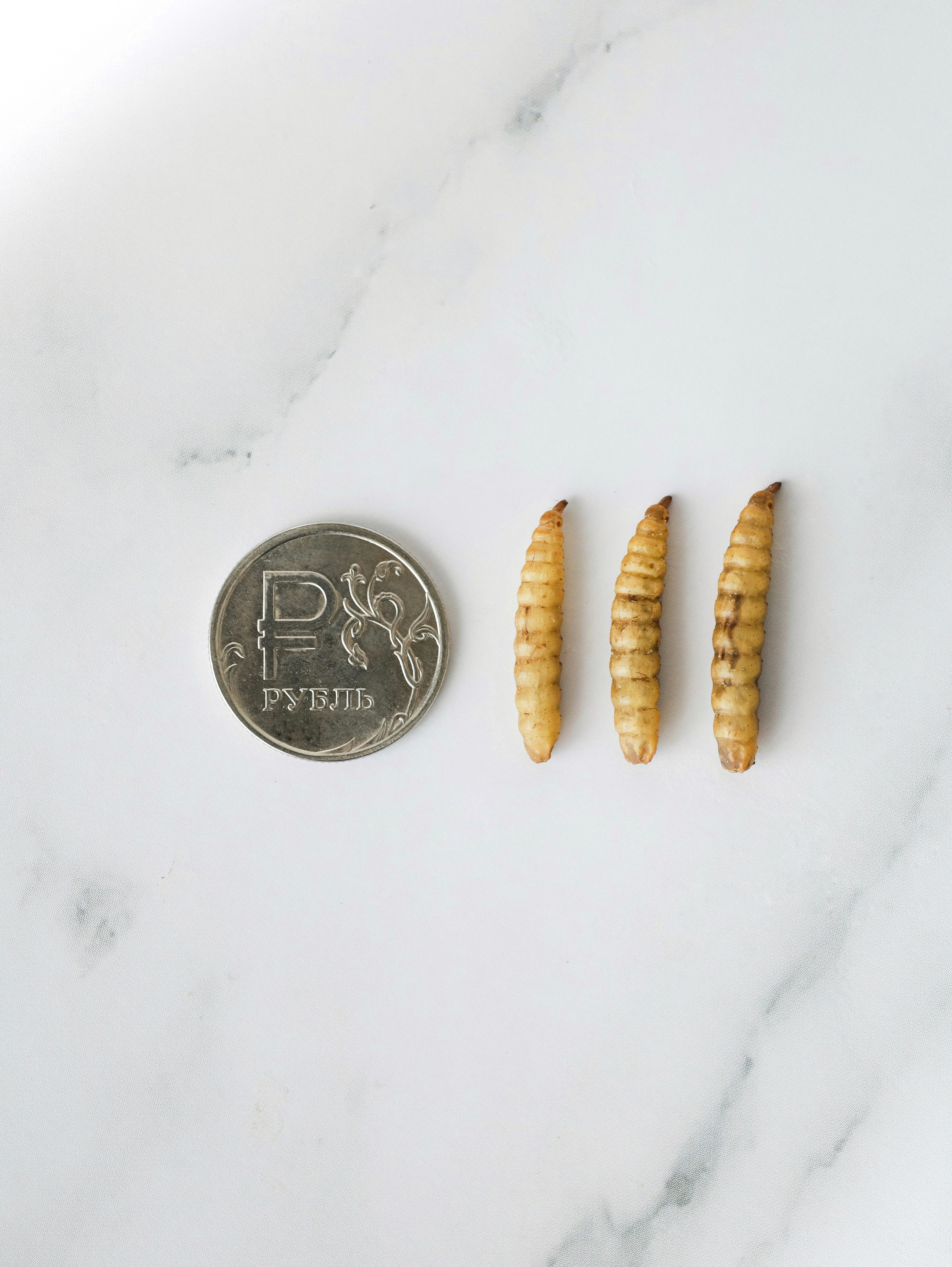 Корм для животных. Алёна Стерхова — Предметный и портретный фотограф. Ижевск