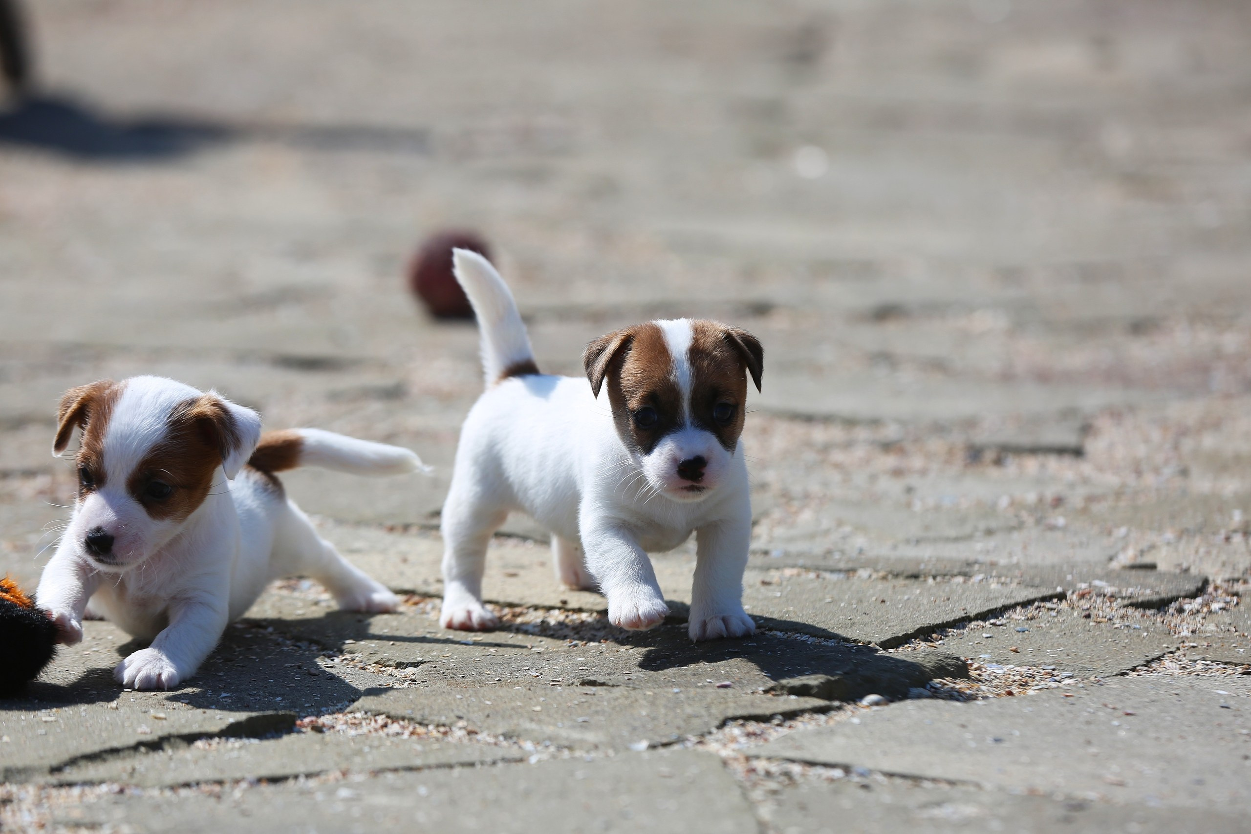 Общий альбом. Lovely-Orange питомник джек рассел терьеров