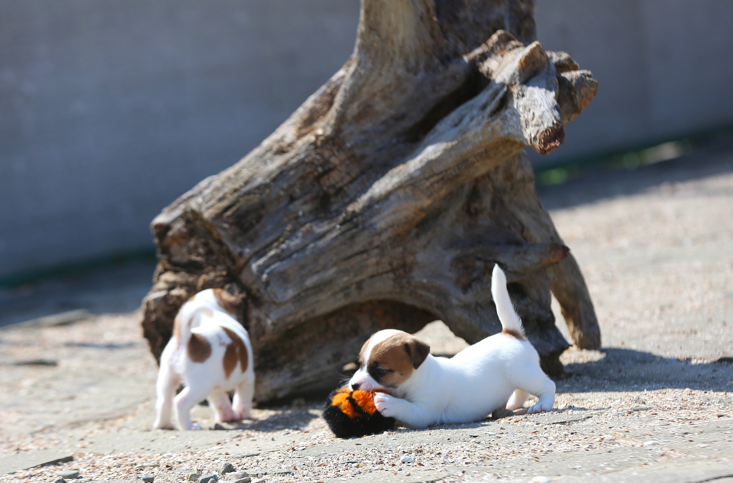 Общий альбом. Lovely-Orange питомник джек рассел терьеров