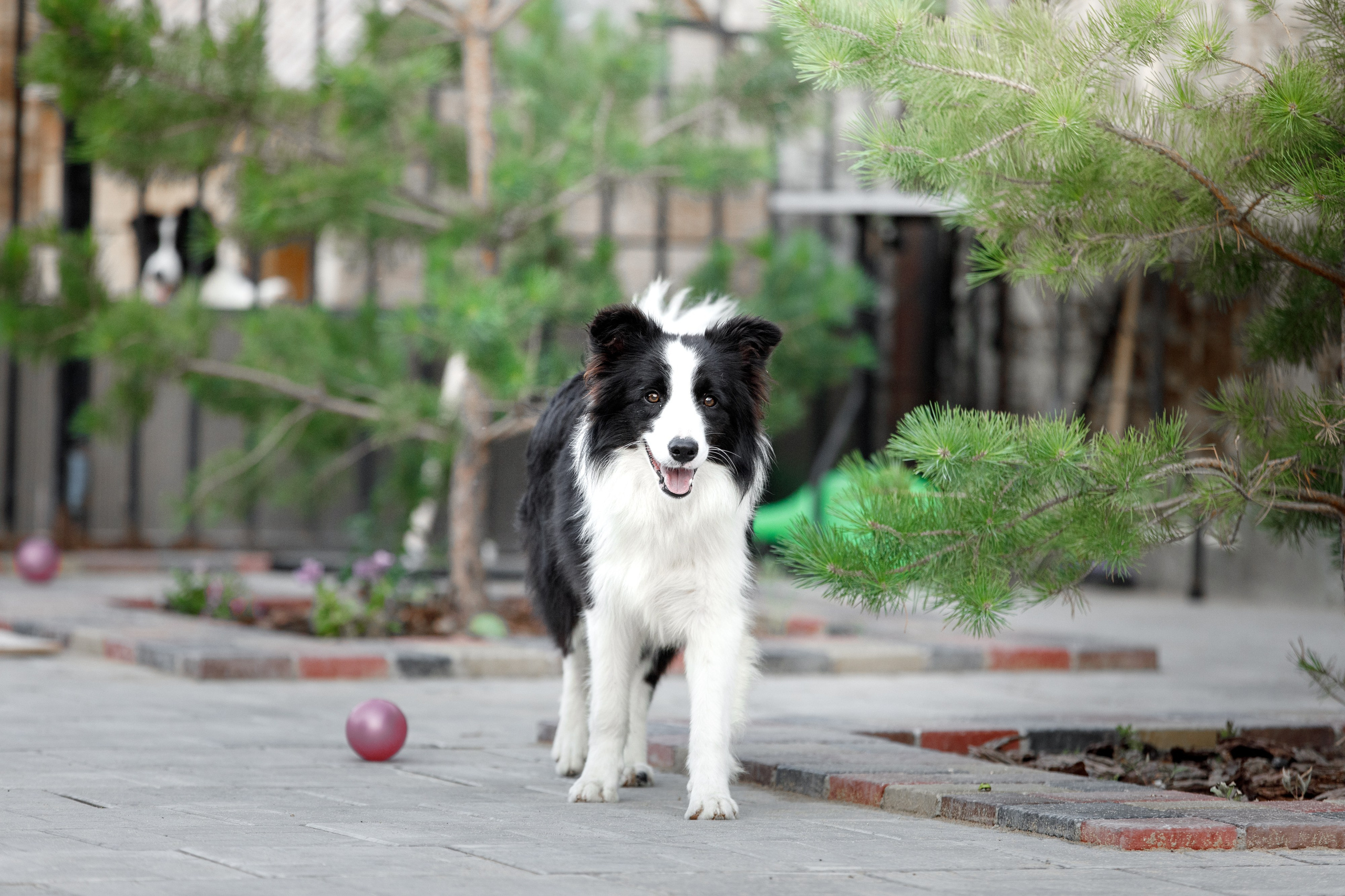 Болтовня в саду. О нас