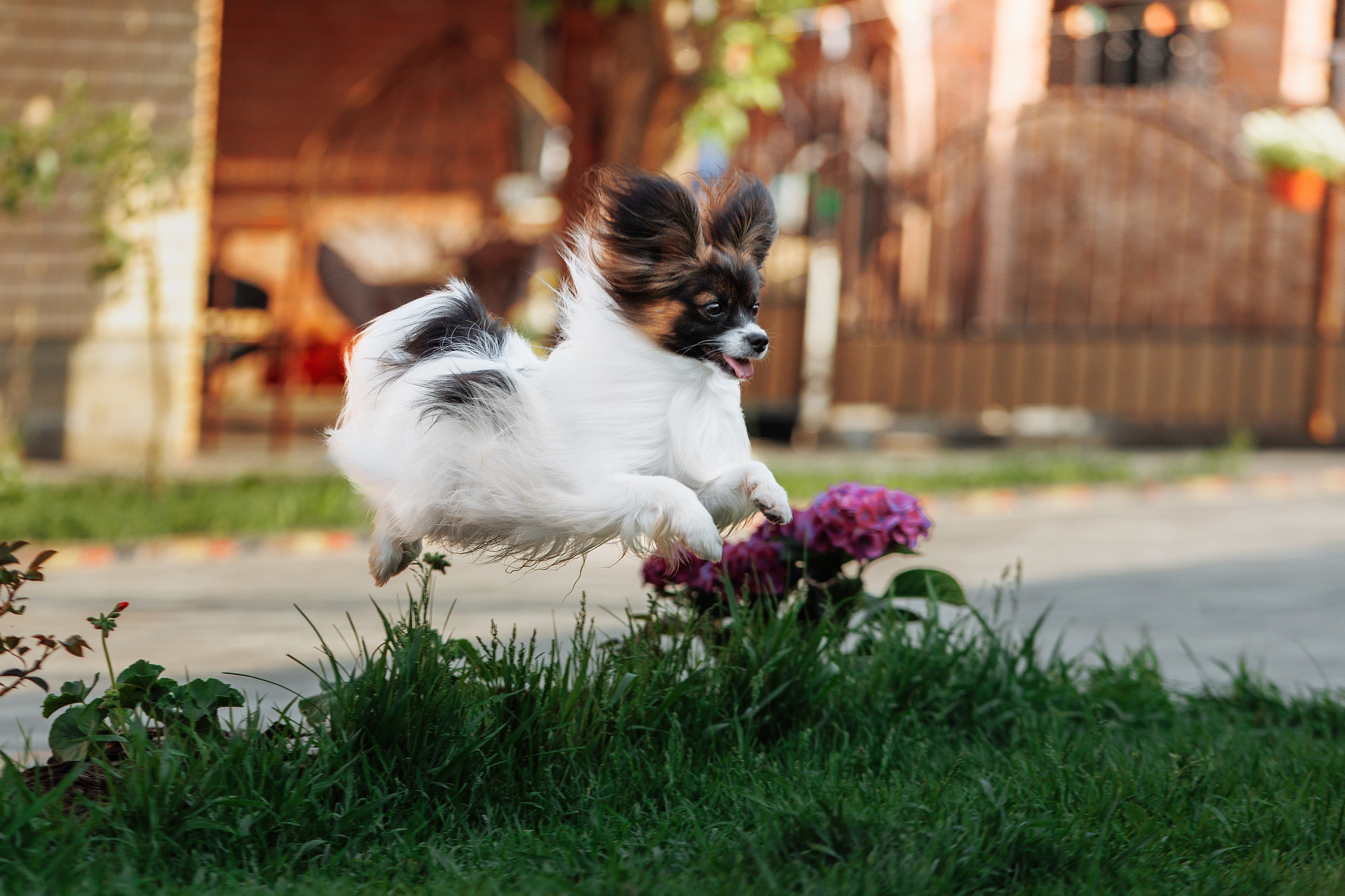 Пушистое. О нас