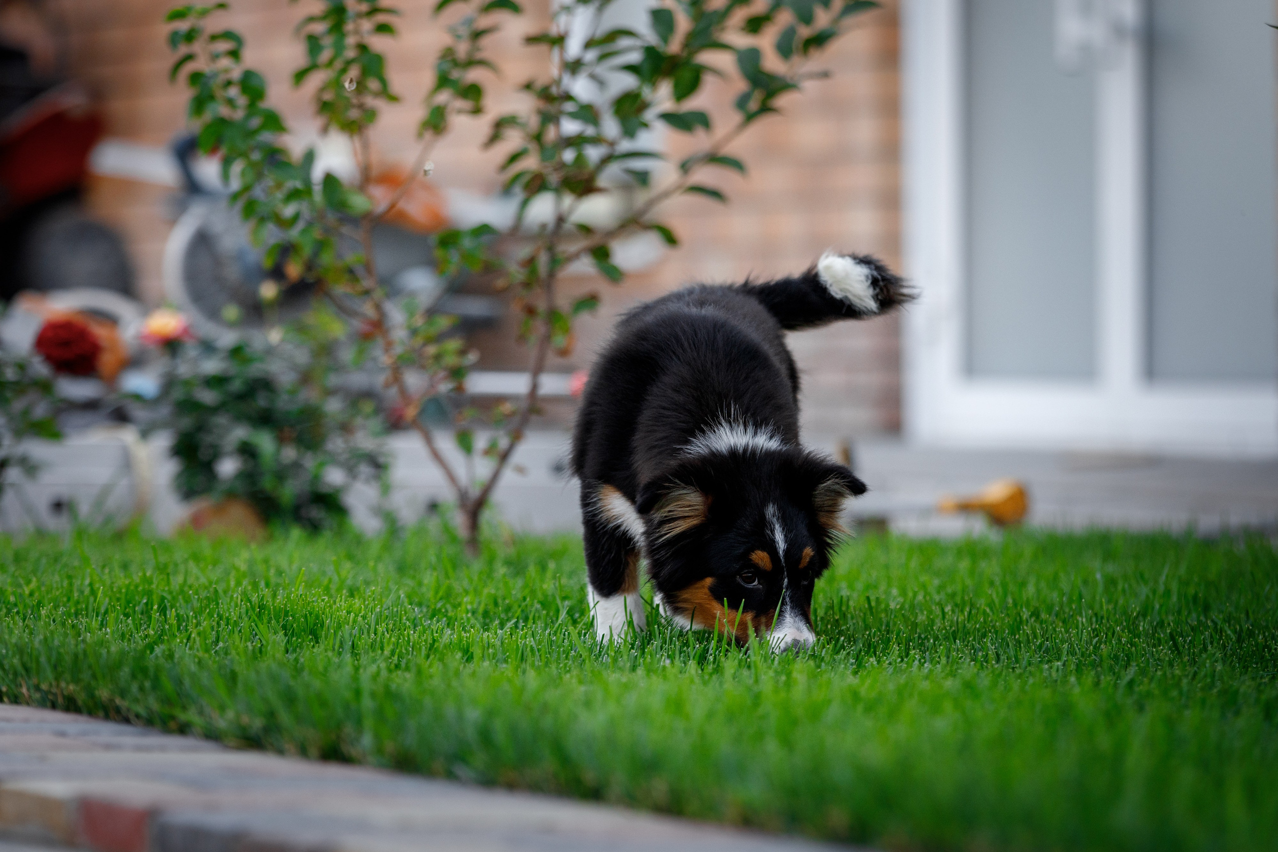 Смешарики. О нас