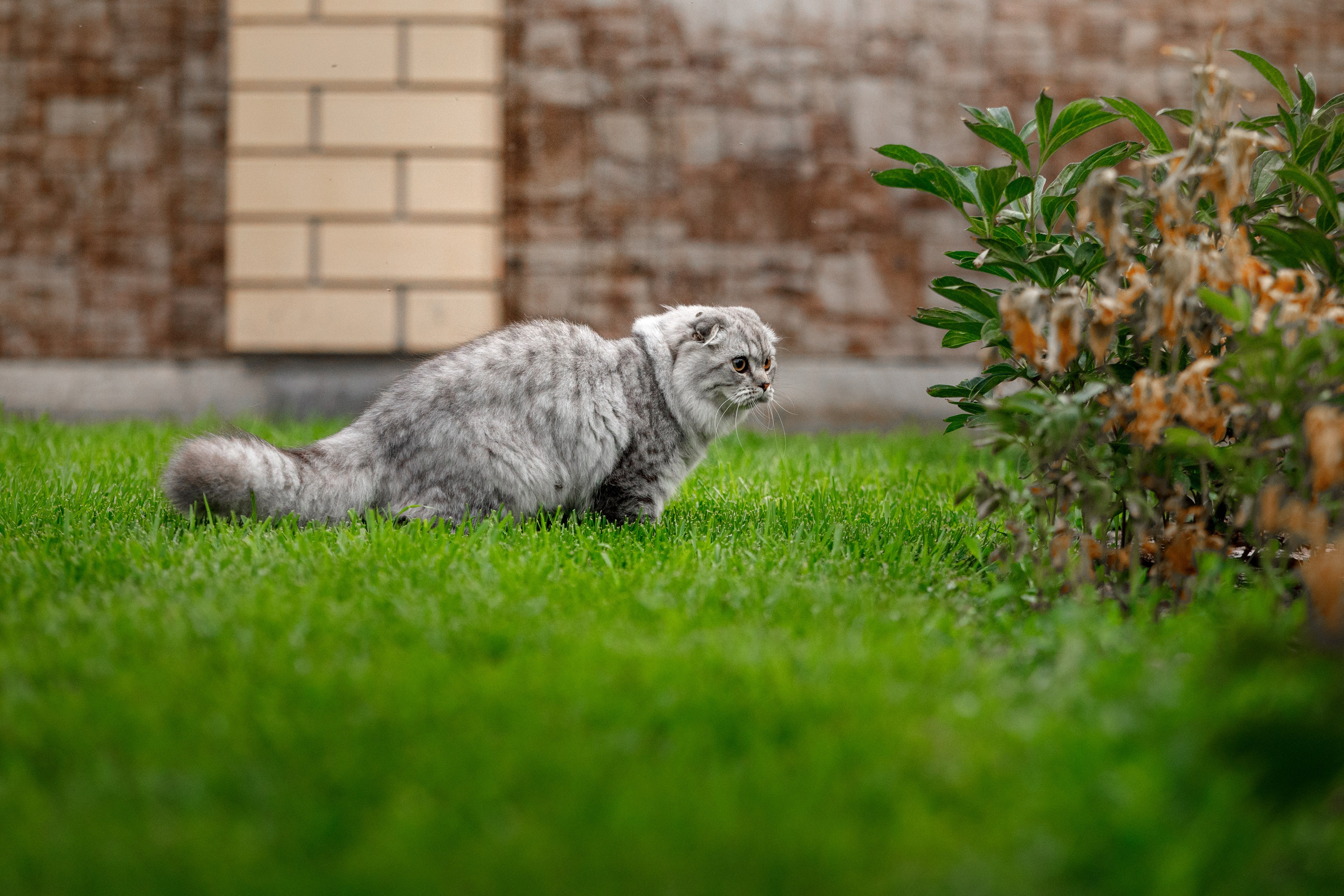 Болтовня в саду. О нас