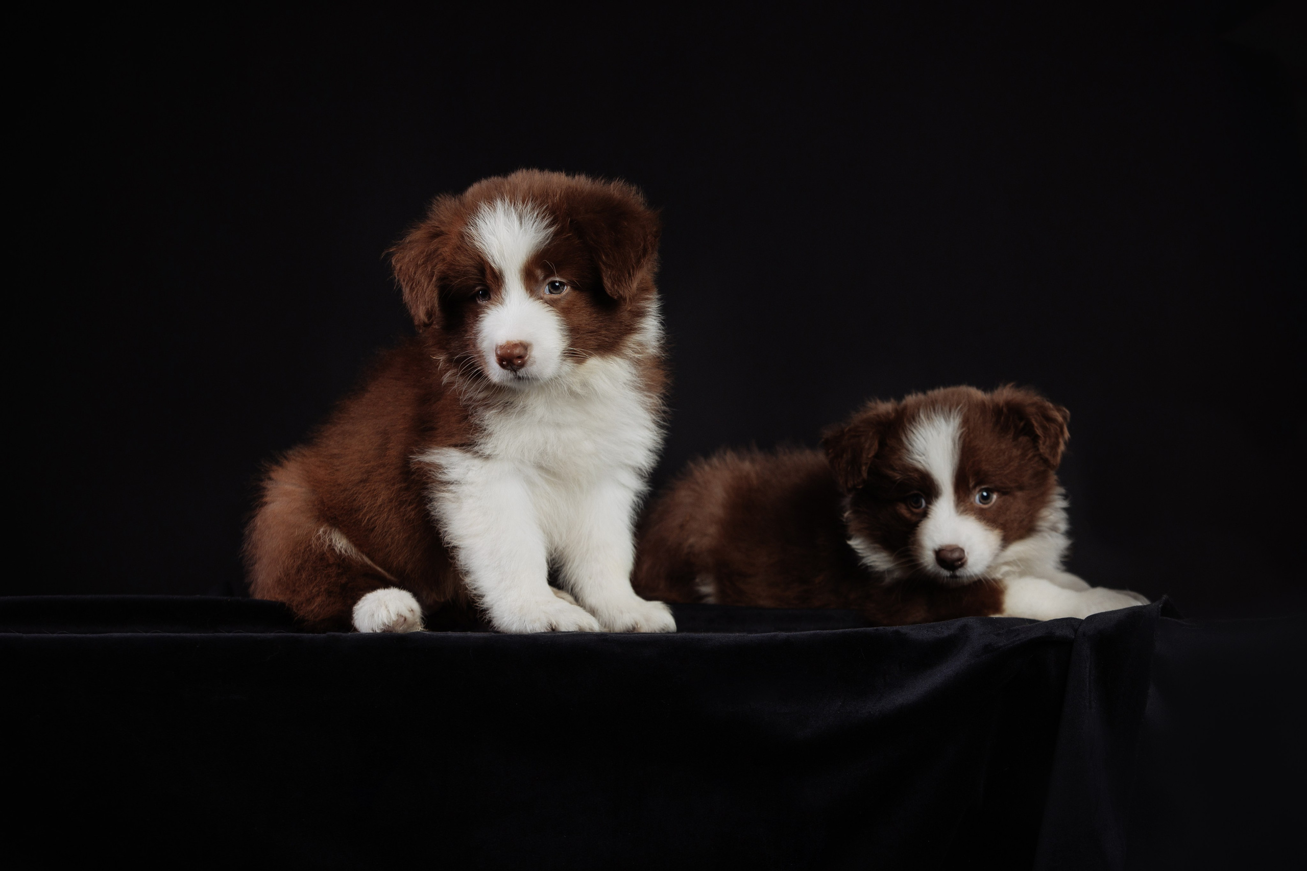 С цыпами. О нас