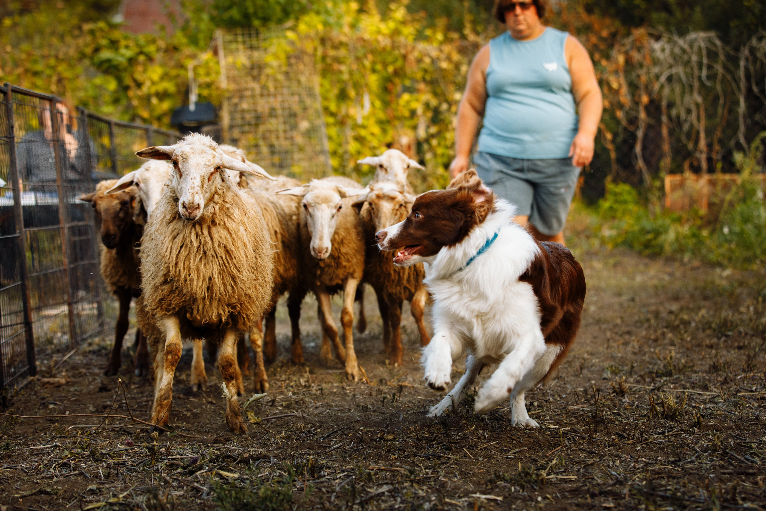 Овечий день. О нас
