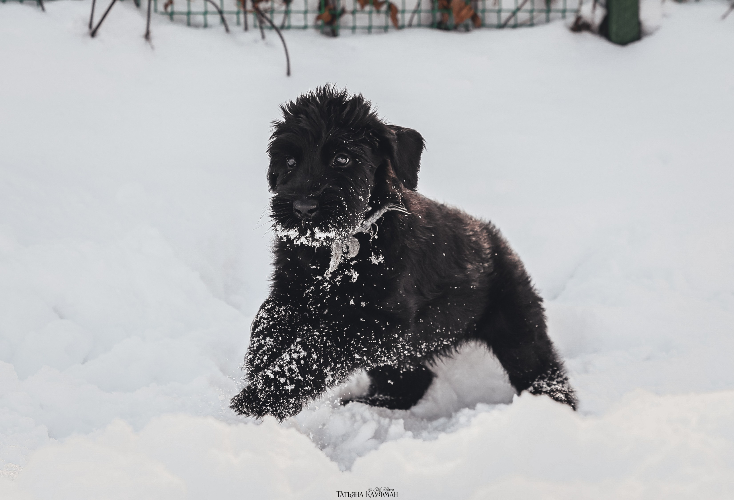 Ризеншнауцер, щенки ризеншнауцера, купить ризеншнауцера, купить щенка, ризеншнауцер Новосибирск, фотосъемка щенков, фотосессия собак, заказать фотосессию, фотографии щенков, сфотографировать щенка, фотограф Анималист, фотограф собак Новосибирск, фотограф анималист Новосибирск