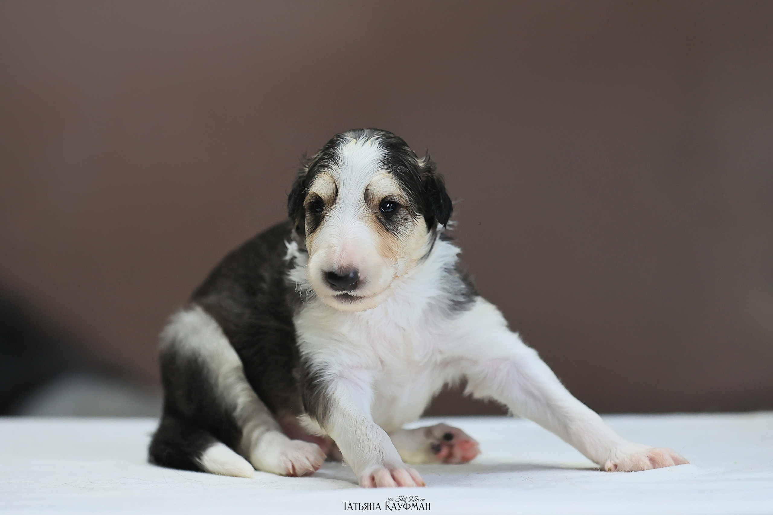 Щенки рпб (3 недели). Фотограф Анималист из Новосибирска Татьяна Кауфман