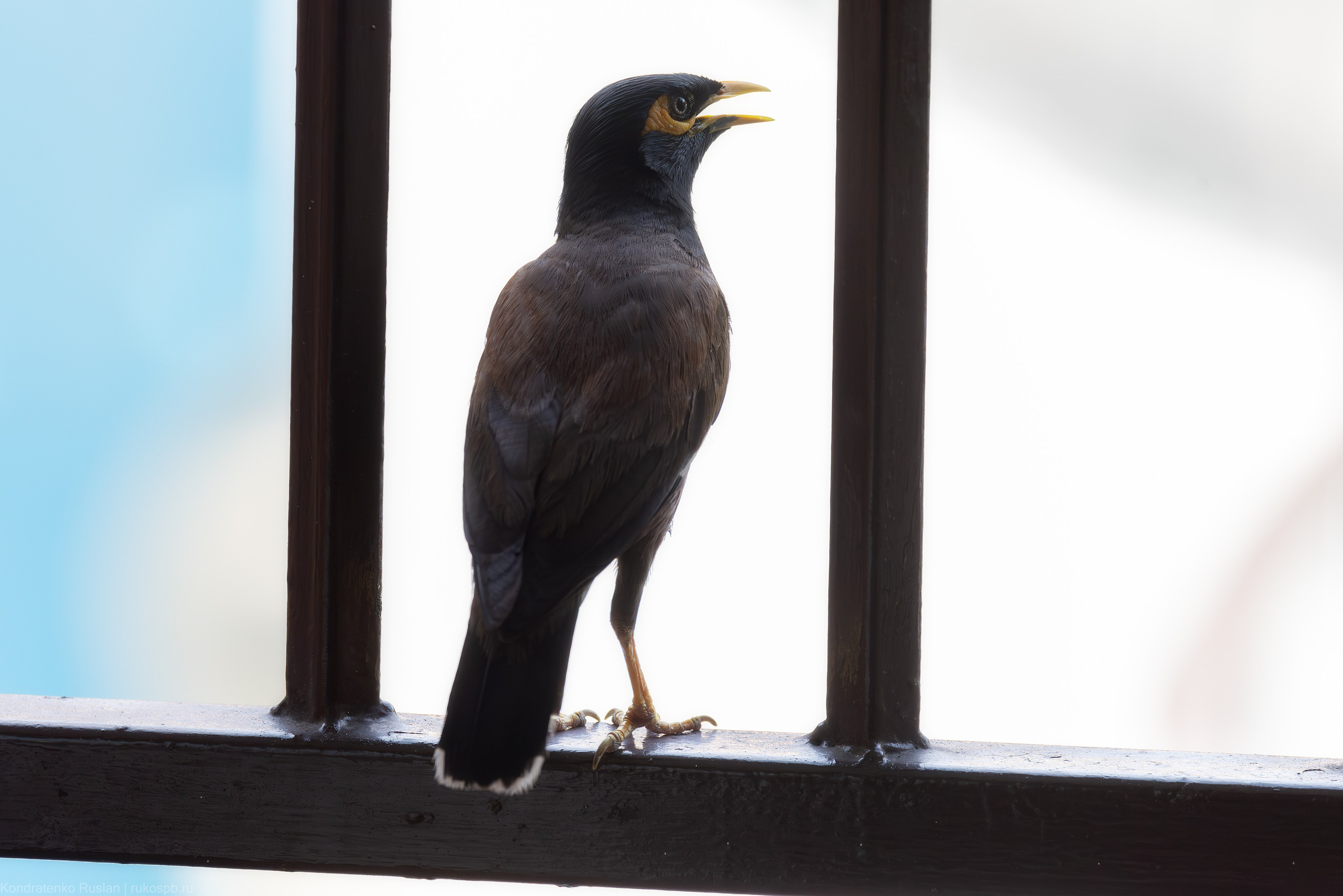 Обыкновенная майна. Архитектурный и пейзажный фотограф Кондратенко Руслан, Санкт-Петербург
