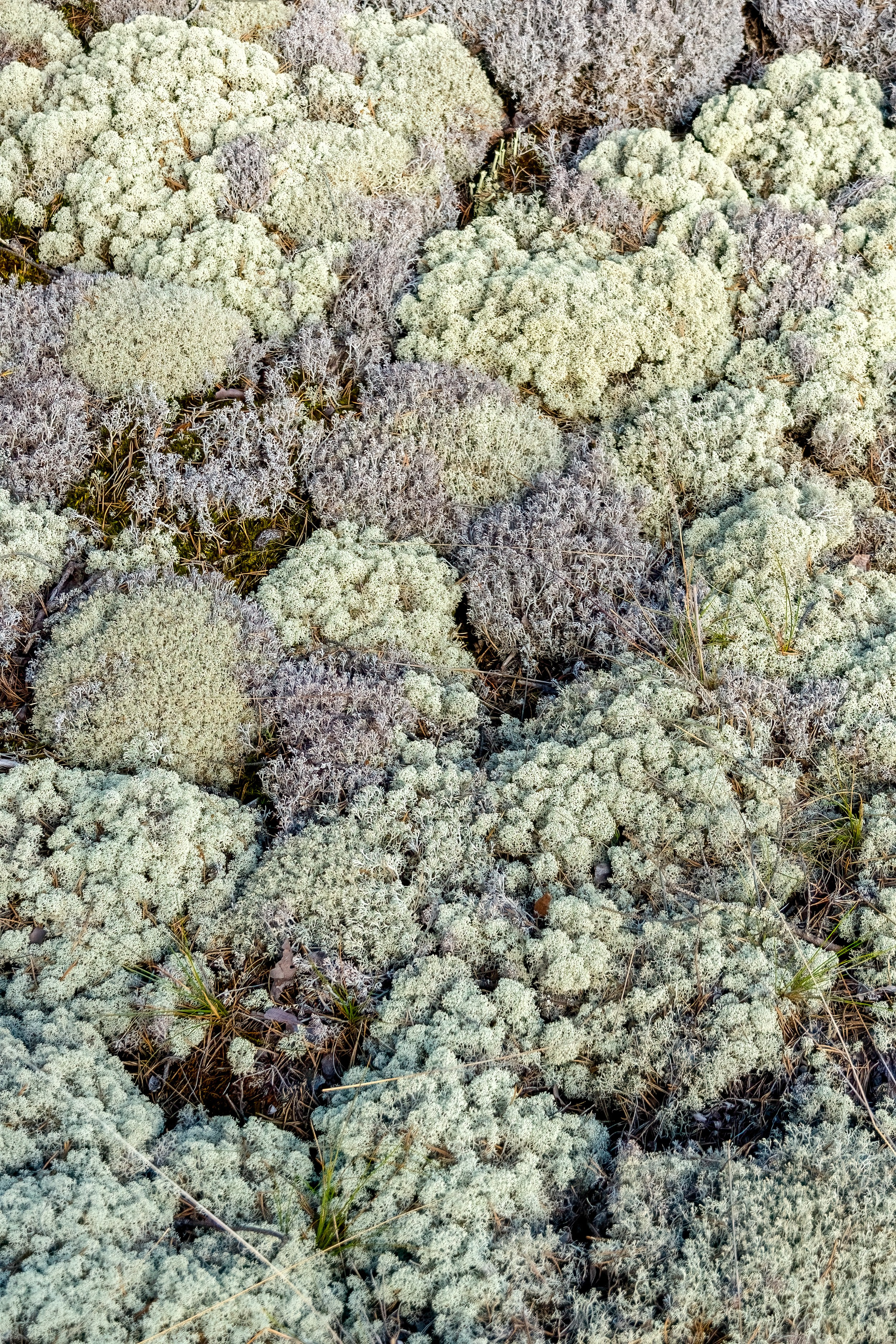 Ладожское озеро. Аэросъемка. Фото и Видео в Карелии. Алексей Фрилунд