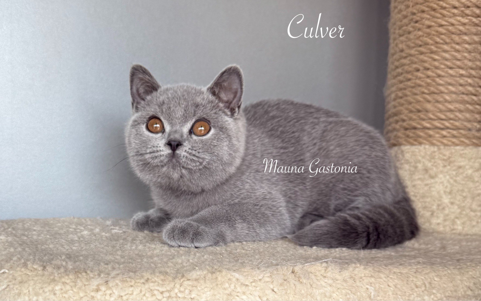 Culver. Mauna Gastonia
