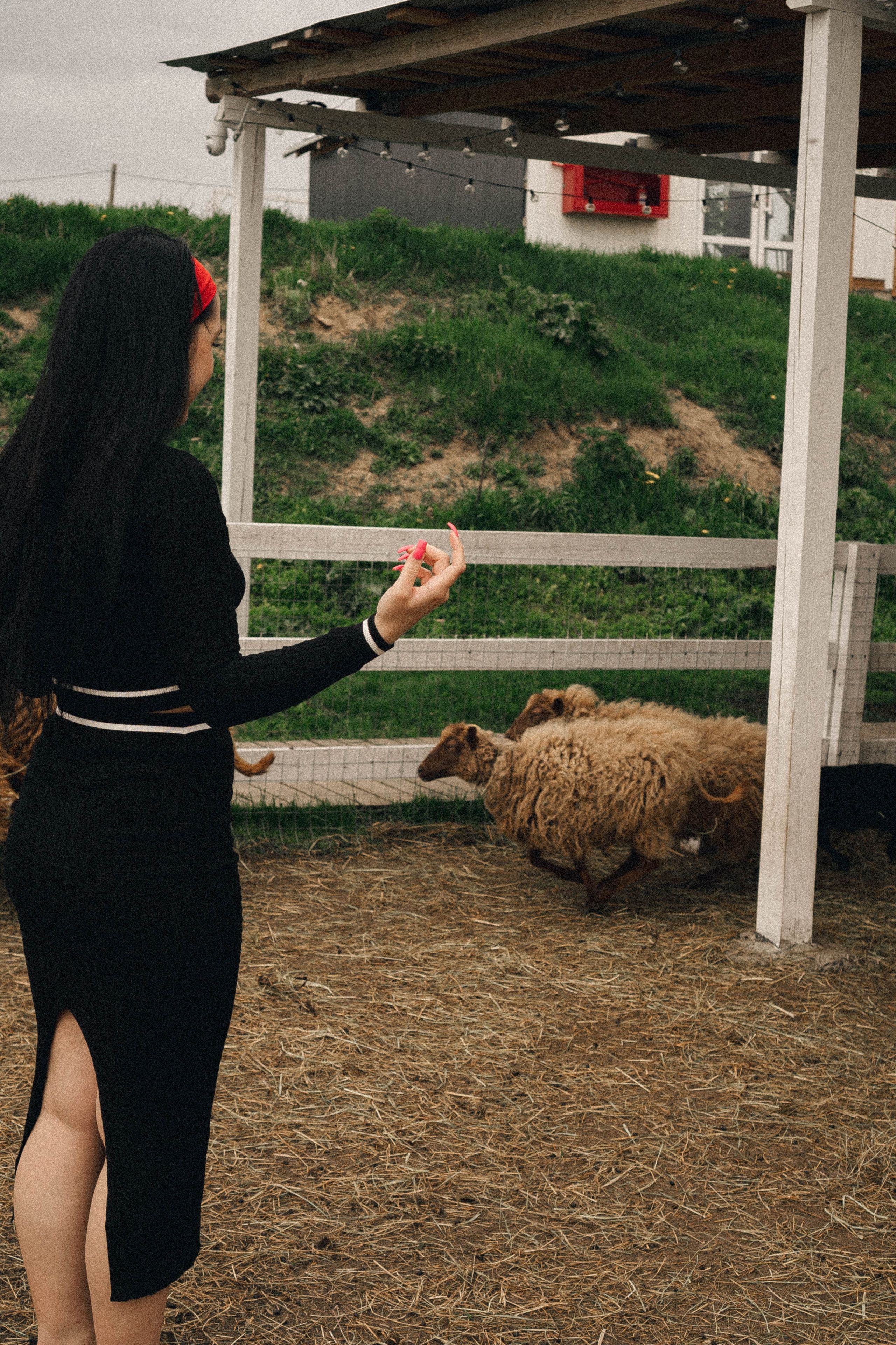 Ферма Альпак. Профессиональный фотограф, Санкт-Петербург — Виктория Богомолова