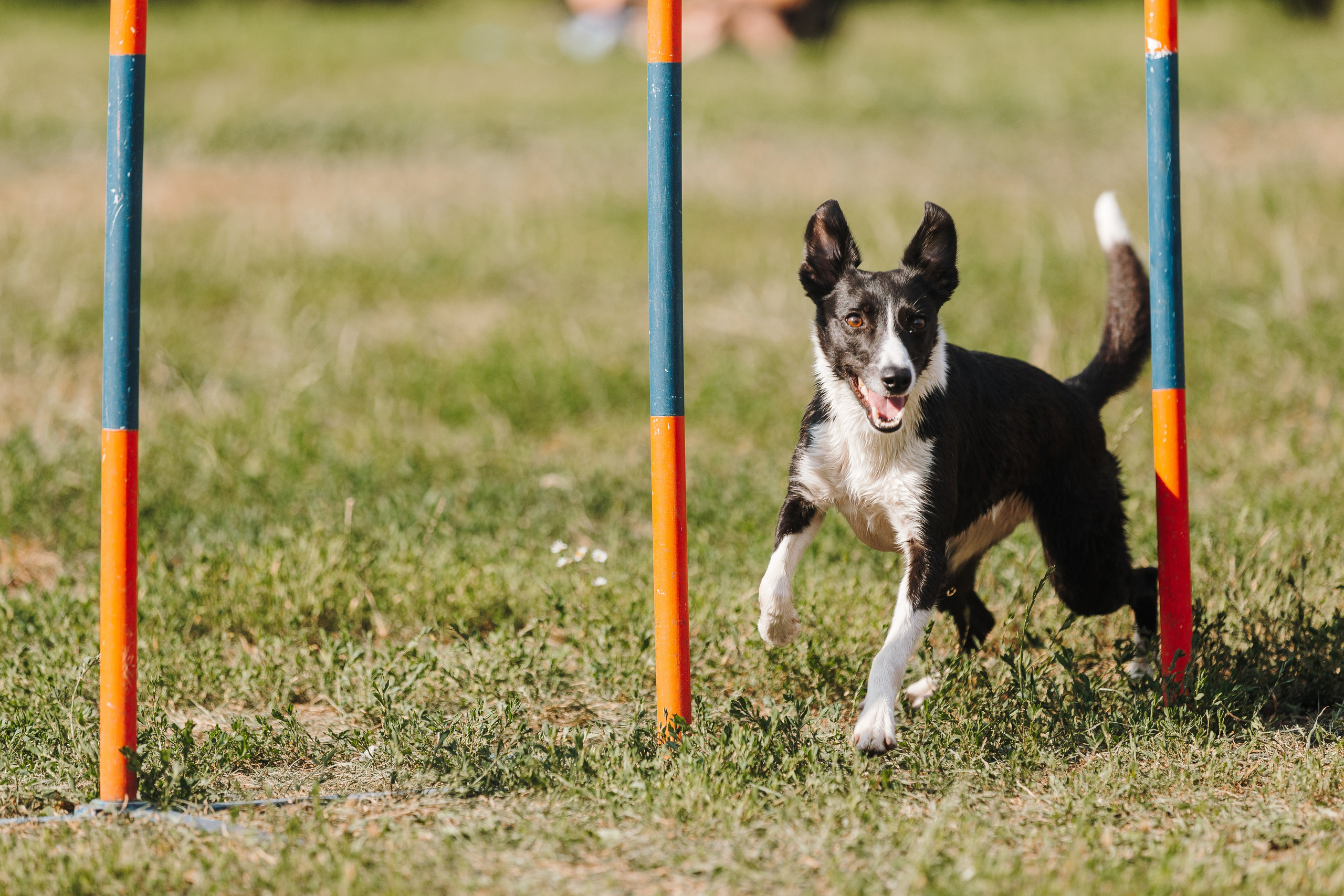 Petshop Sup day. Фотограф анималист Кристина Карпова, Москва