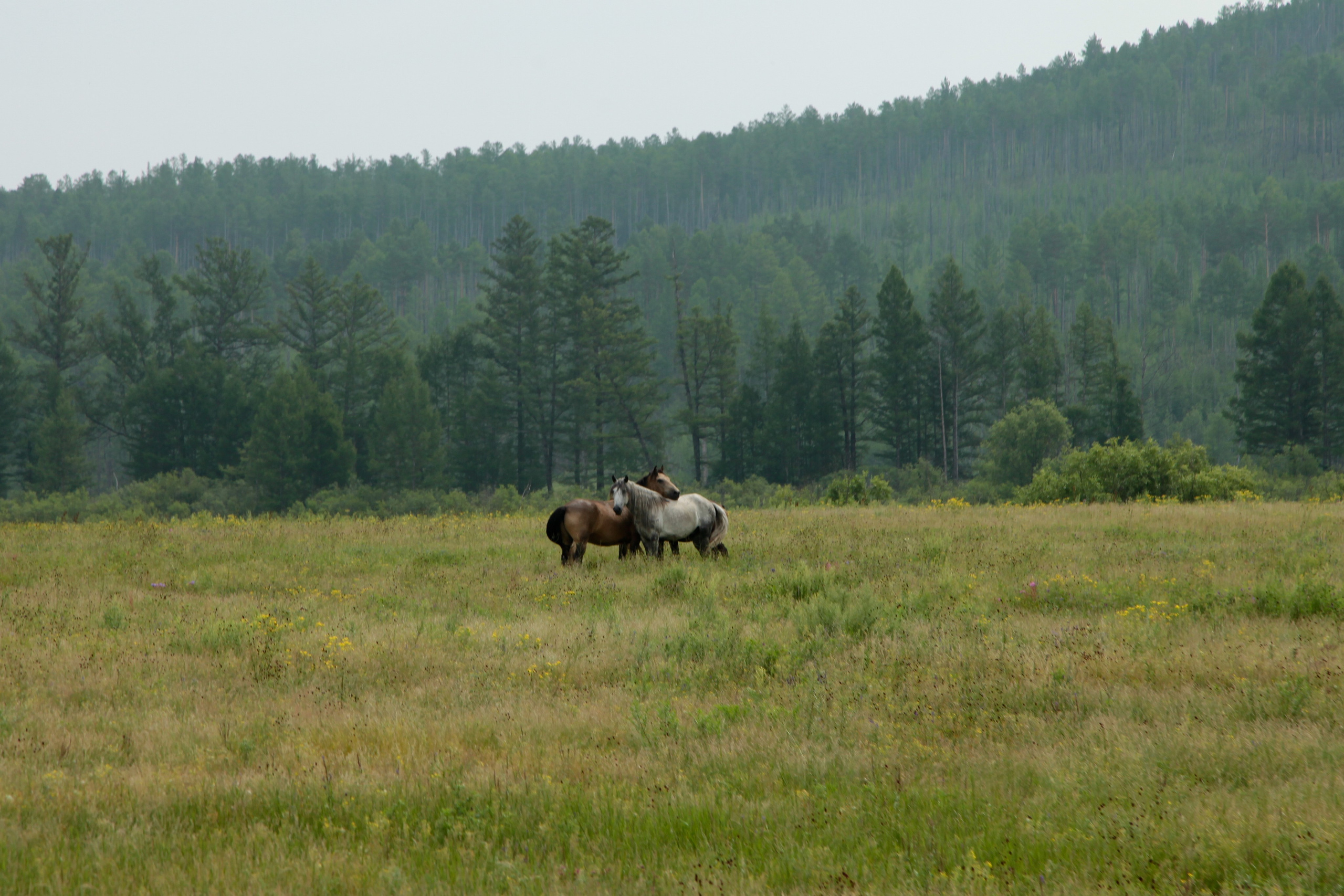 Фото Природы Забайкалья. Студия Максима Белослюдцева