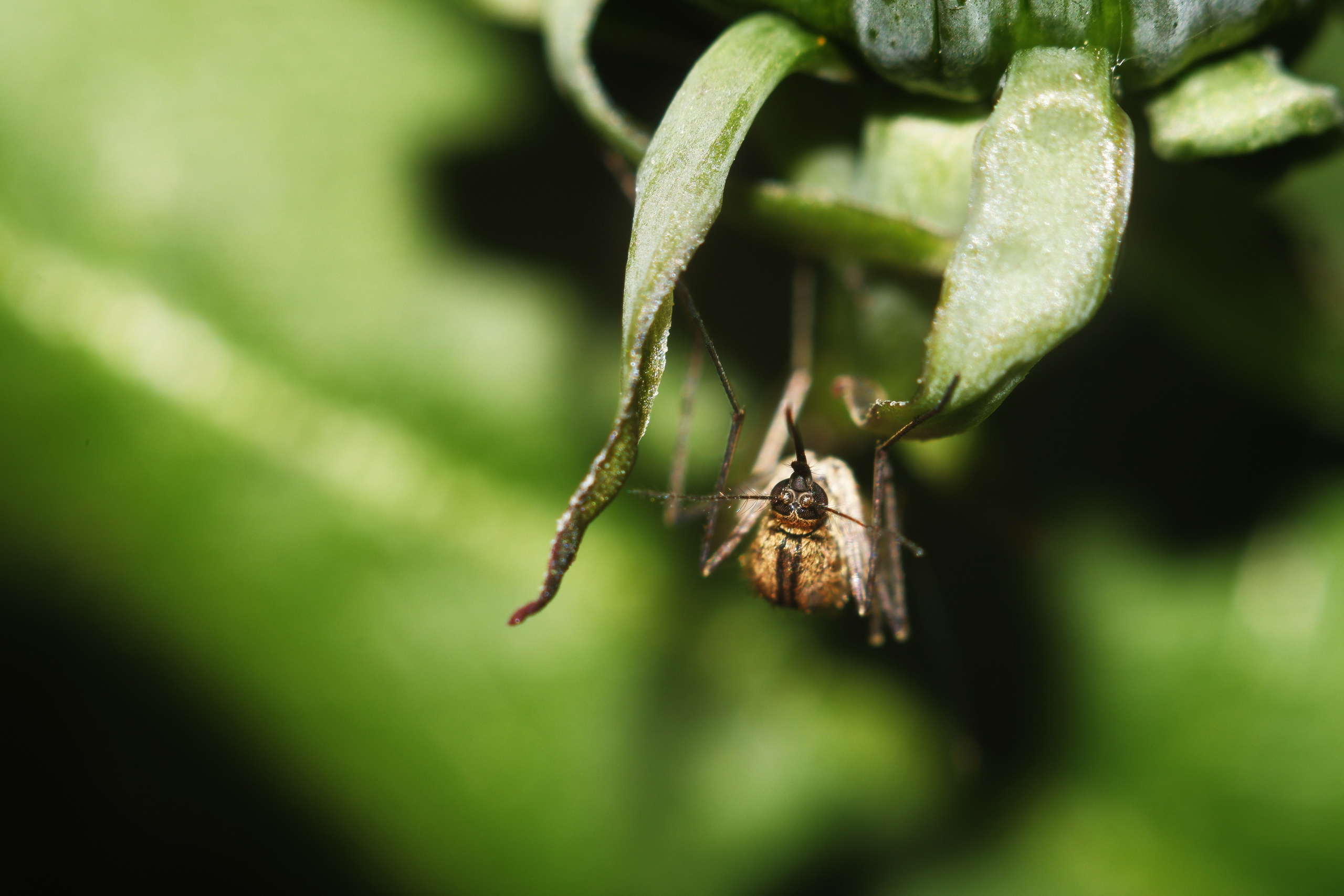 Съёмка животных и макро фото (Photographing animals and macro). Фотограф (photographer) Lischinski Vitaliy