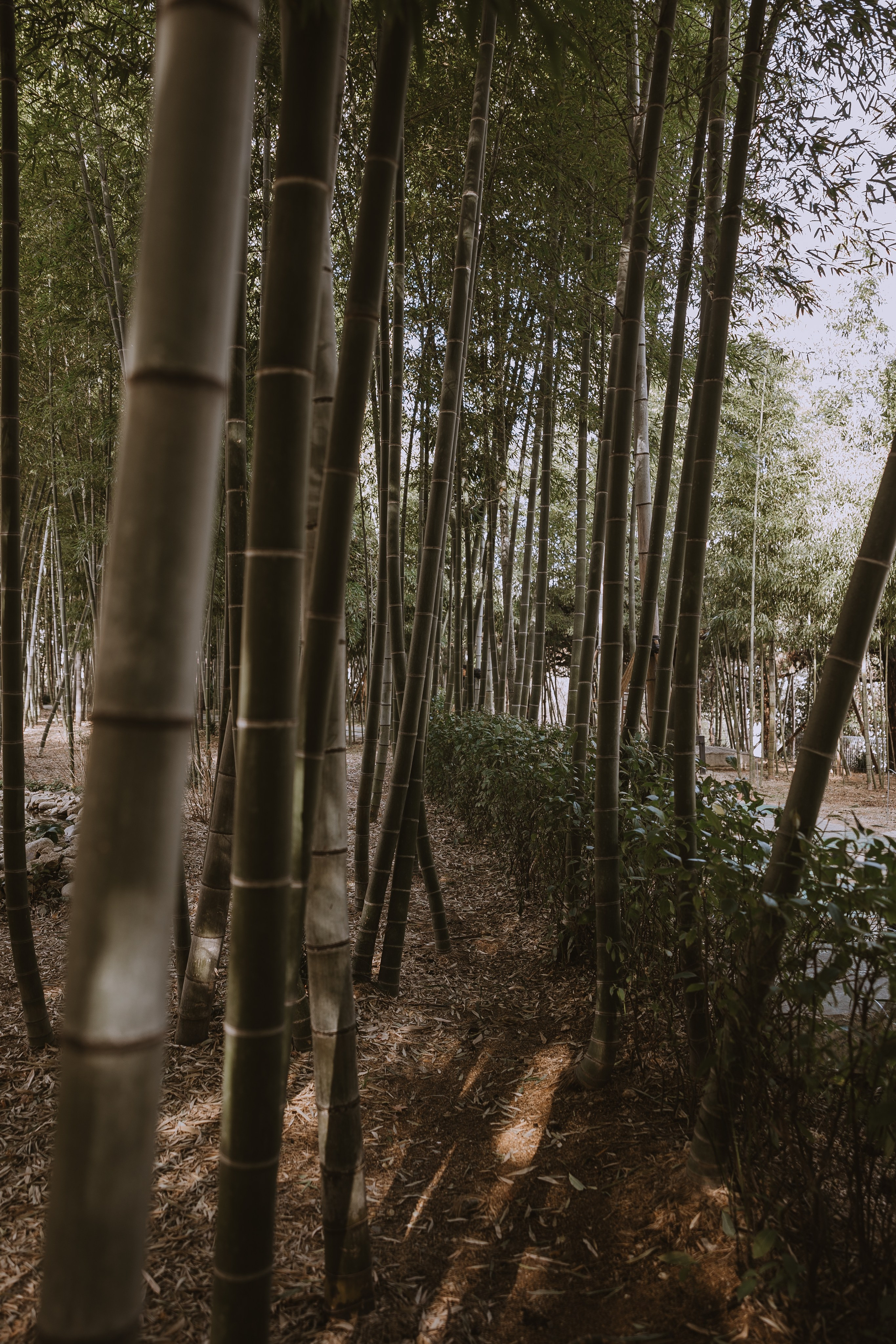 Walking photo session in Busan. Your photographer in Busan (South Korea) Aleksandra Anufriy