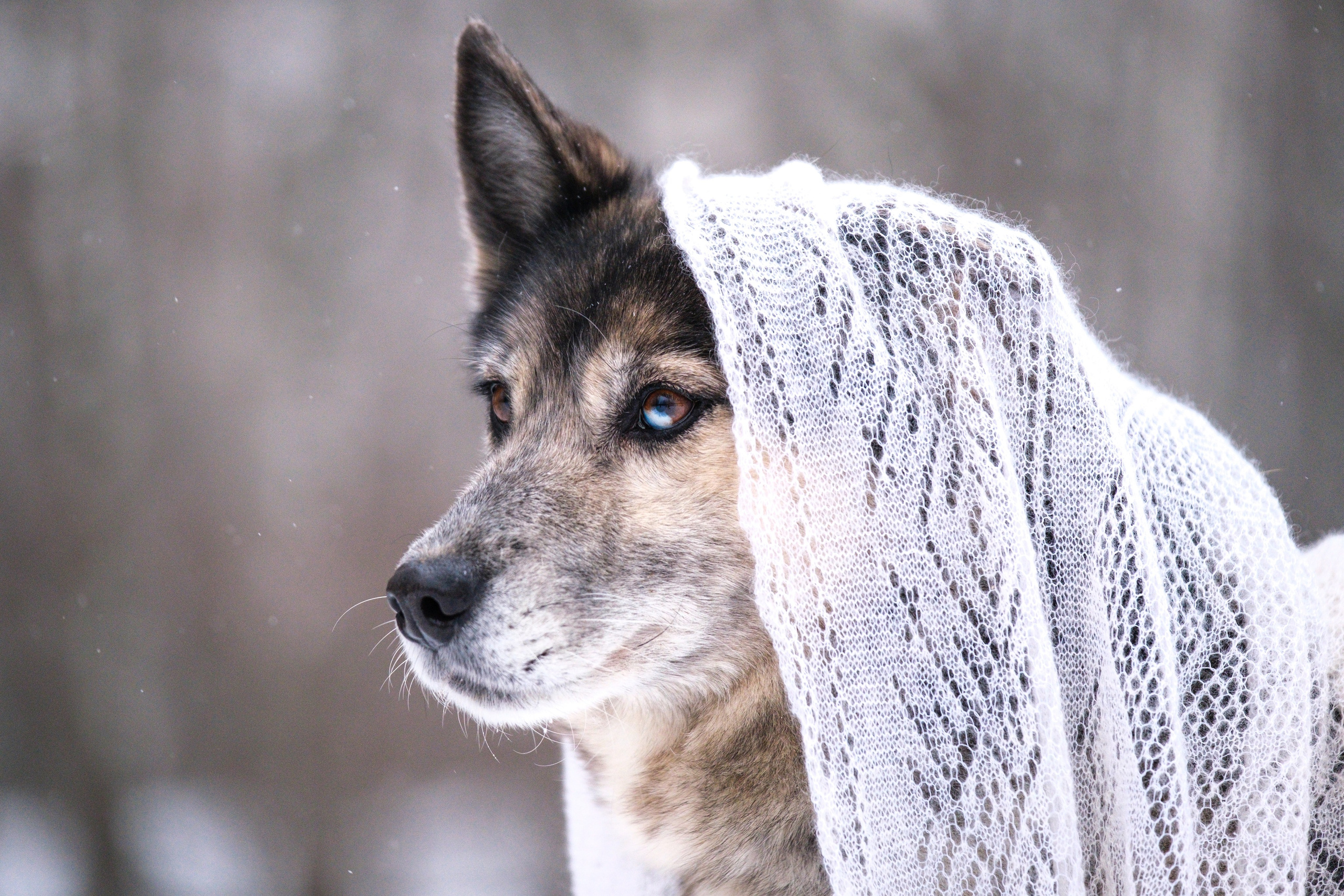 Съемка обитателей Некрасовского приюта для пристройства!